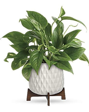 Potted green houseplant in a white textured planter on a wooden stand