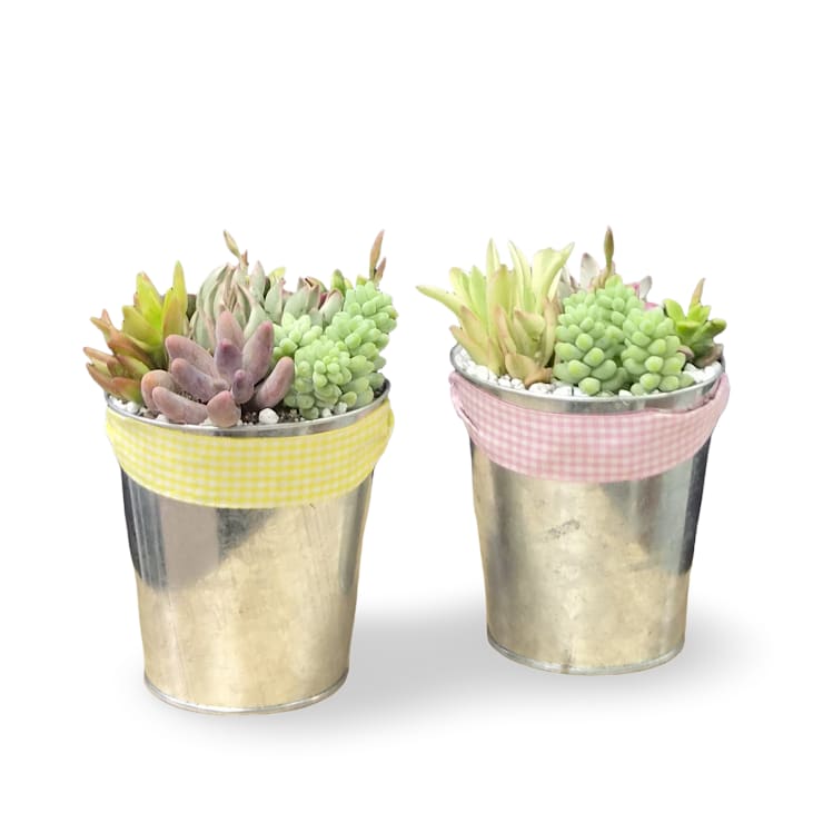 Summer tin of succulents - Select this succulent filled tin with a cute plaid ribbon. Makes the perfect gift for any occasion.   Order will contain ONE succulent tin. 