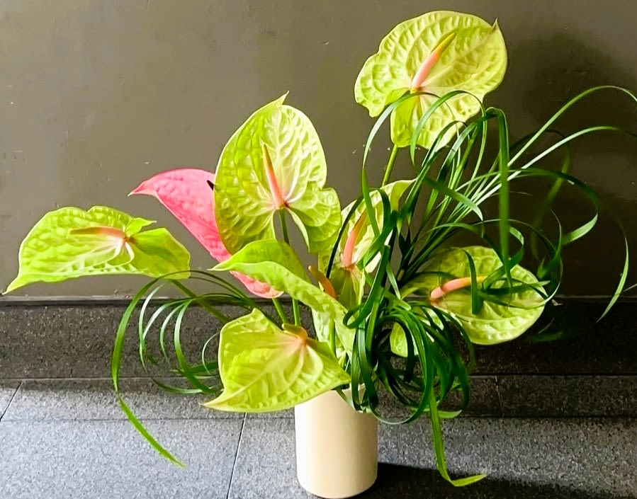 Anthurium arrangement in a cream vase with bright green and pink blooms