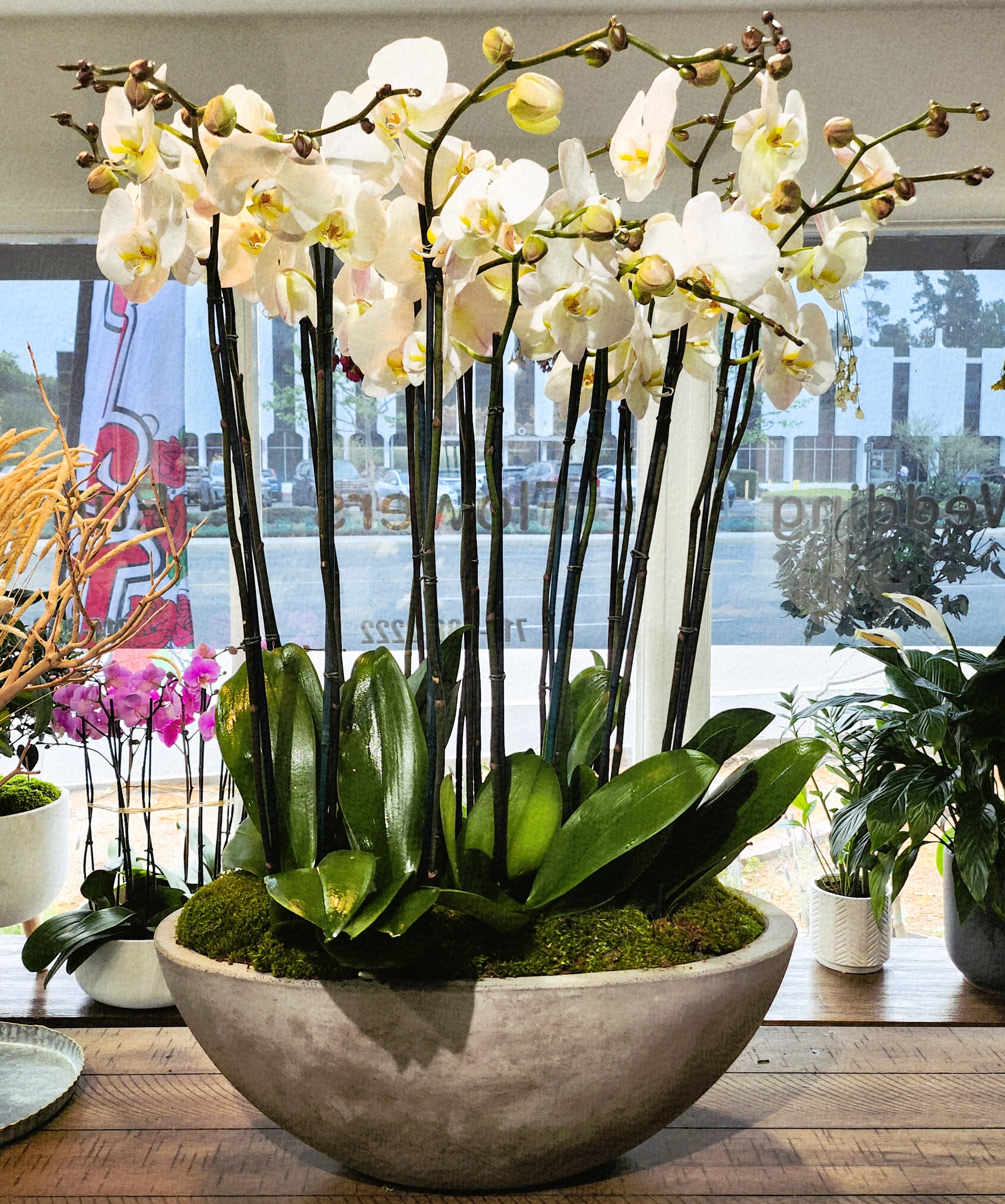 White orchids in a large round planter with moss