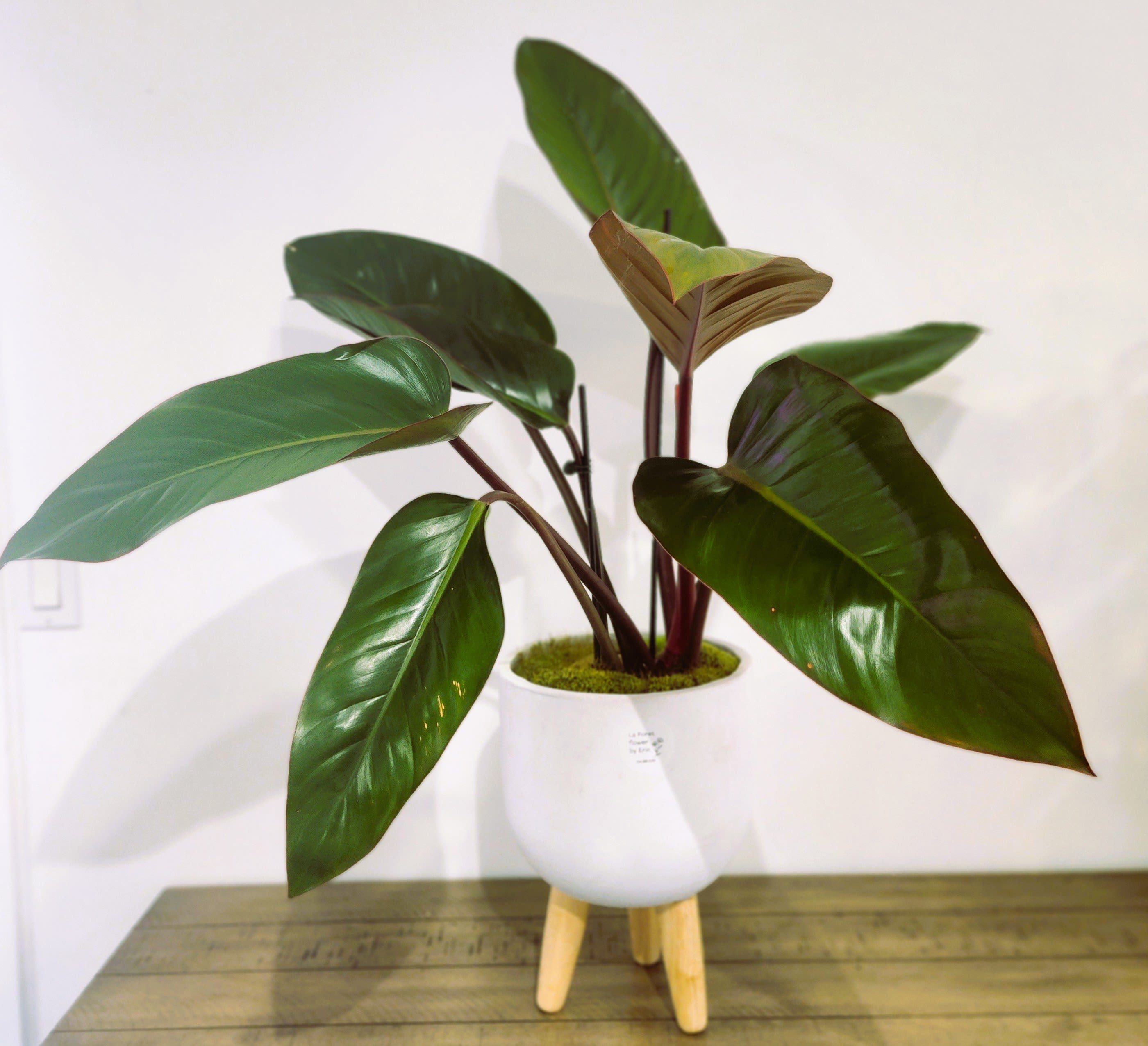Potted tropical plant with large glossy green leaves in a white stand