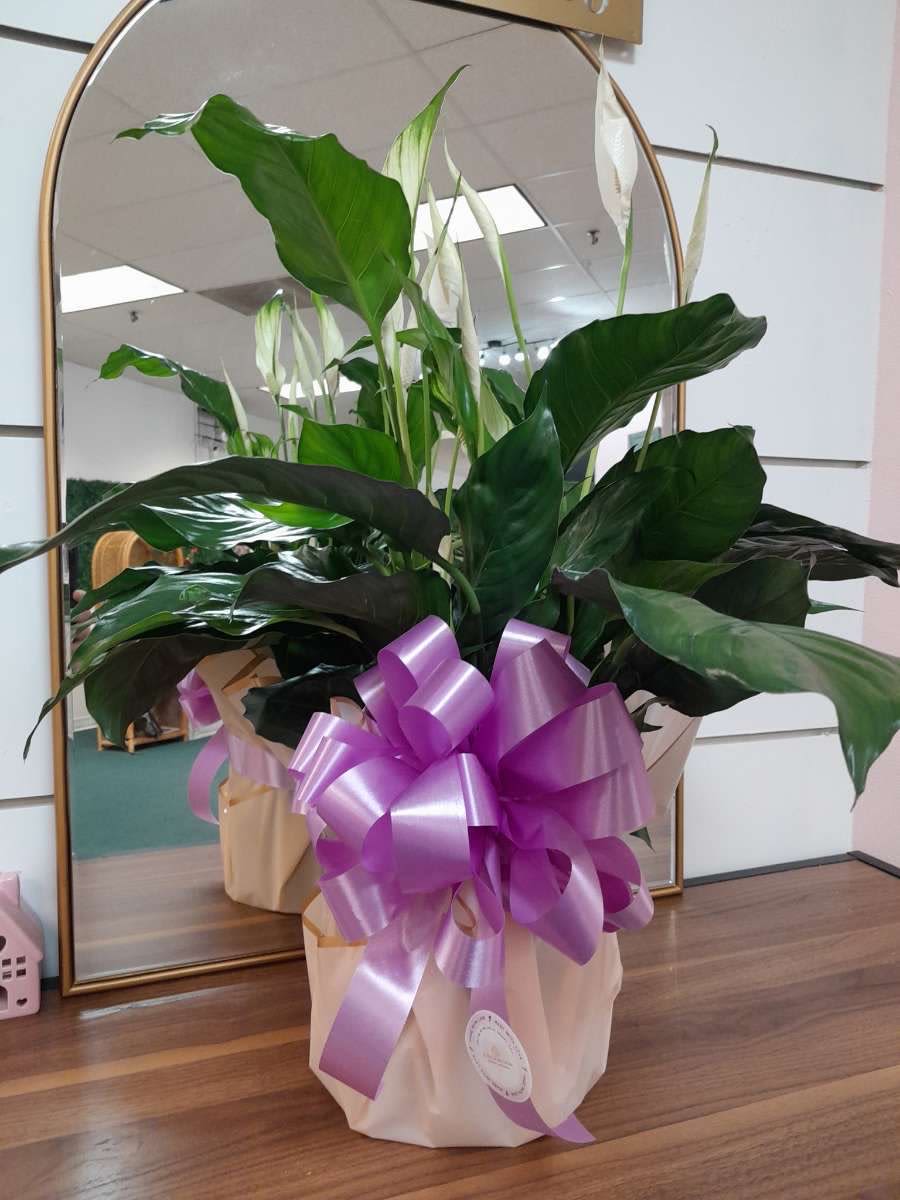 Spathiphyllum Plant by BloomNation™ - Send your condolences with this Spathiphyllum plant.   *MUST ORDER BEFORE 3PM TO GET NEXT DAY DELIVERY - APPLIES TO WEEKDAYS ONLY - CALL FOR AVALIBLITY*