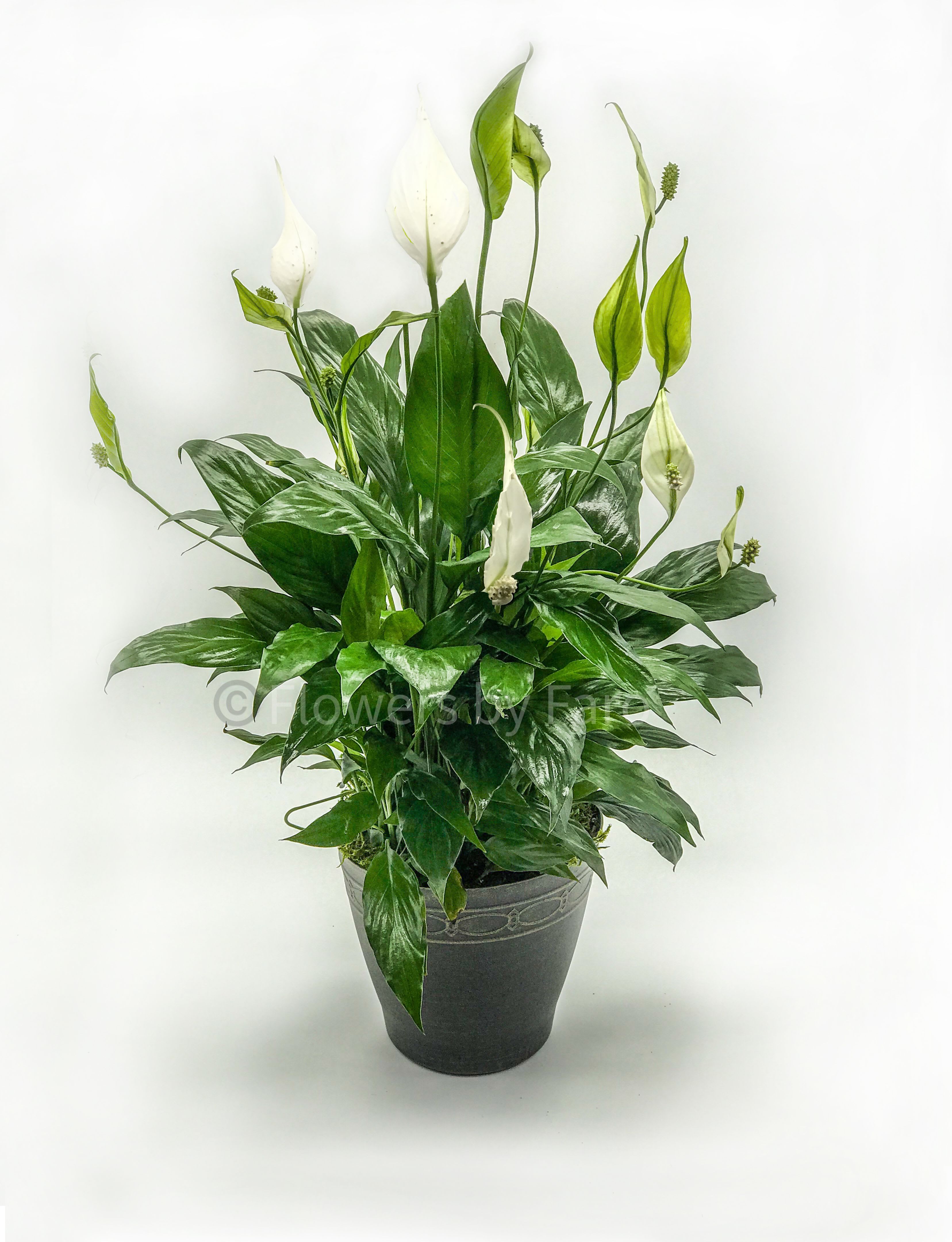 Potted peace lily plant with white blooms in a dark gray decorative pot