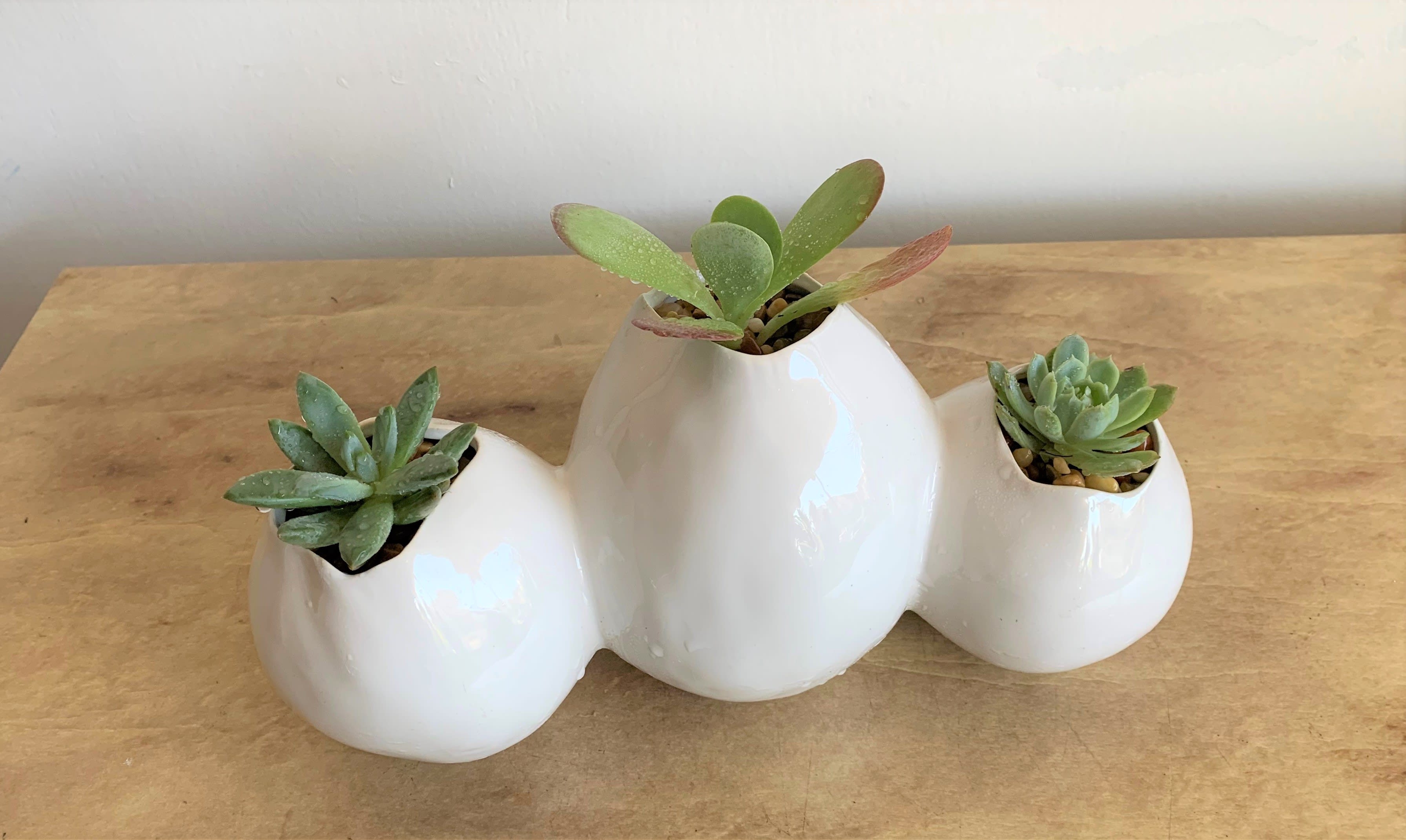 Three small succulents in white egg-shaped ceramic planters