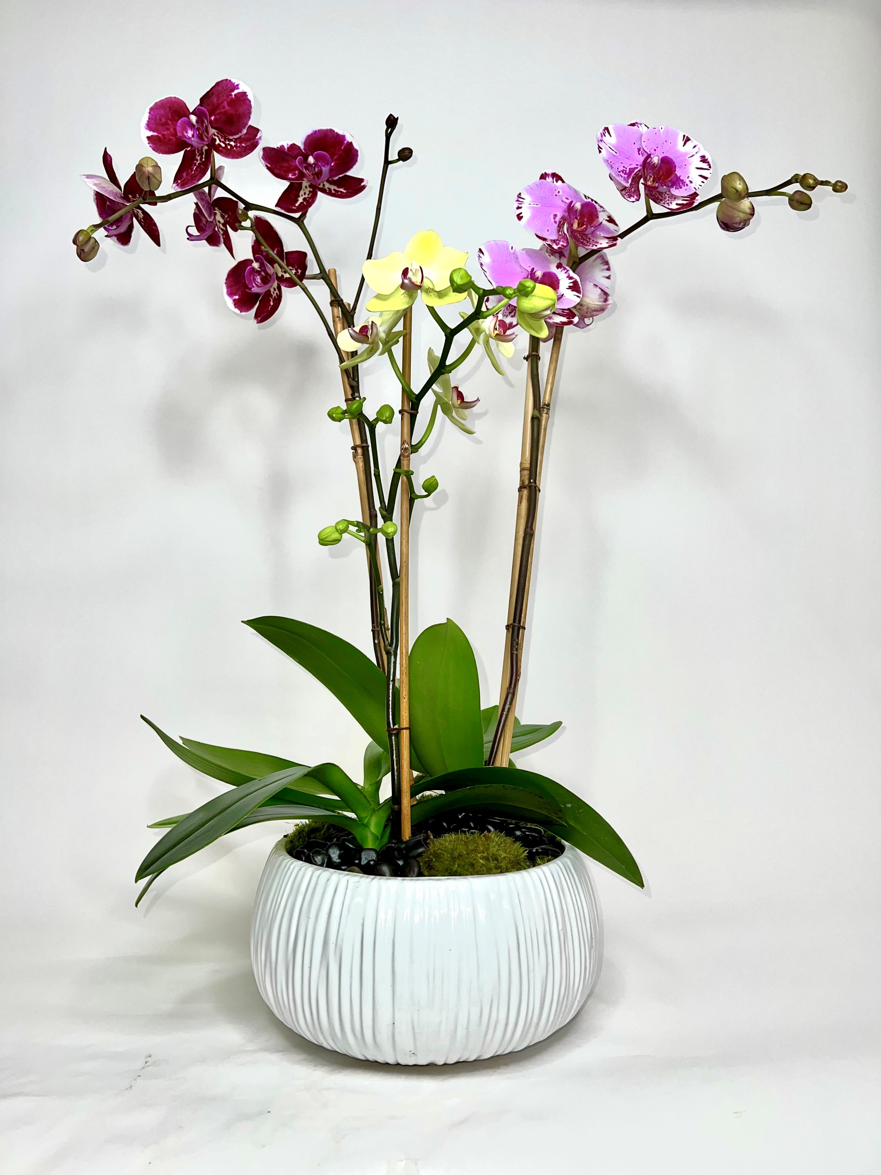 Potted orchids in a white ribbed planter