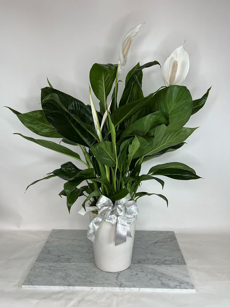 White peace lilies in a white vase with a silver ribbon