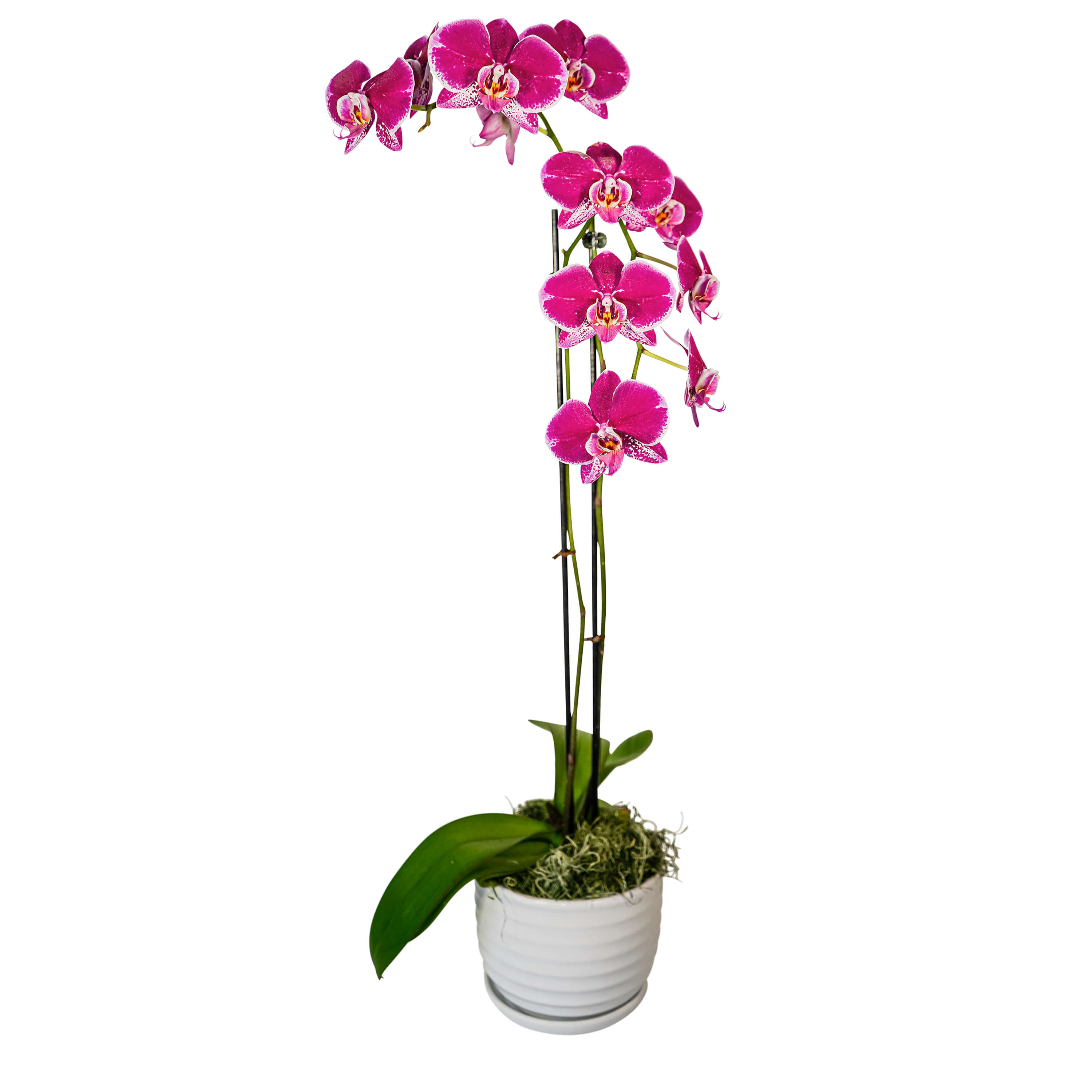 Potted pink orchid plant in a white ceramic pot