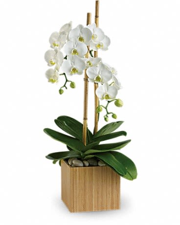 White orchid plant in a wooden planter with bamboo stakes
