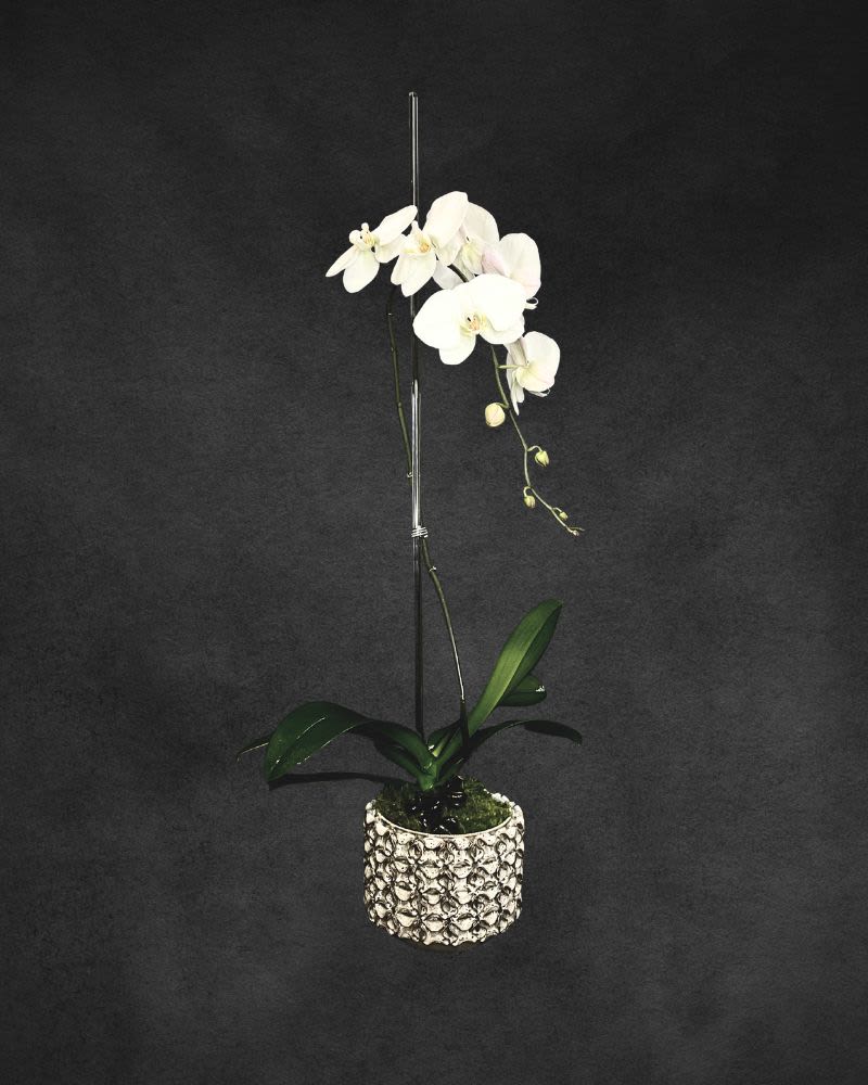 White orchid plant in a patterned pot with a support stake
