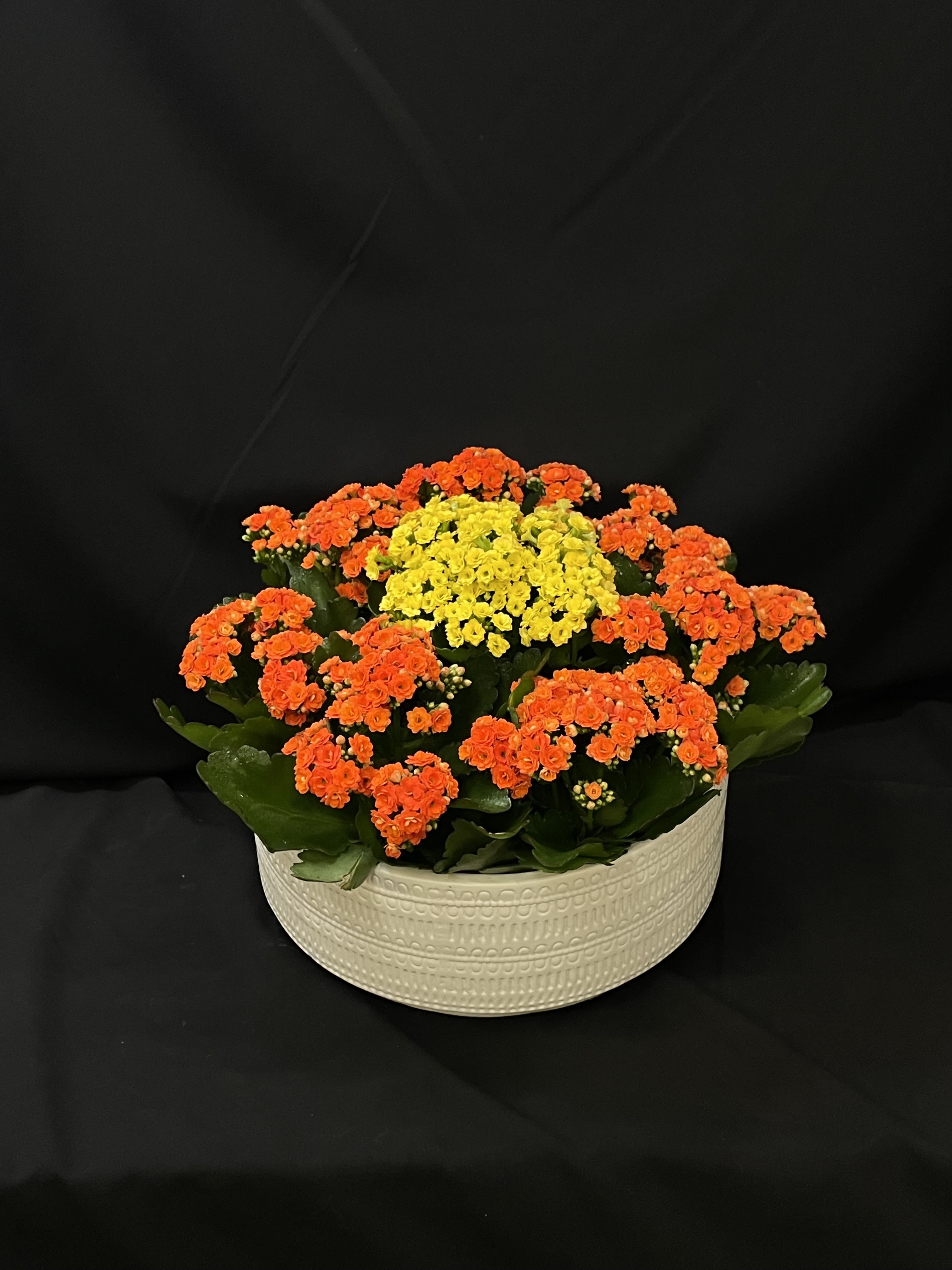 The Kalanchoe Collective - A low, rounded planter of vibrant orange and sunny yellow blooms that reads like a cheerful potted garden - perfect as an everyday gift, a birthday surprise, or a "thinking of you" pick-me-up. The Kalanchoe Collective flower arrangement puts the recipient front and center: the bright, warm palette and dense, textured clusters make her feel noticed and genuinely celebrated.  This design features about eight compact plants with clusters of small orange blooms circling a bright yellow central mound, set on a lush base of thick, glossy green, succulent-like leaves. Everything sits in a white textured ceramic bowl planter that offers a clean contrast to the vivid flowers and a casual, home-ready look. The arrangement is low and full - ideal for tabletops, desks, or windowsills - and its long-lasting potted form keeps bringing cheer well beyond a single day.