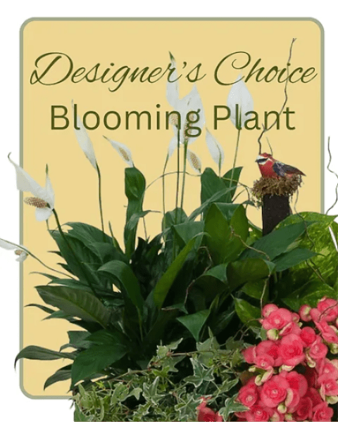 Blooming plant with white spathes and pink flowers in a decorative display