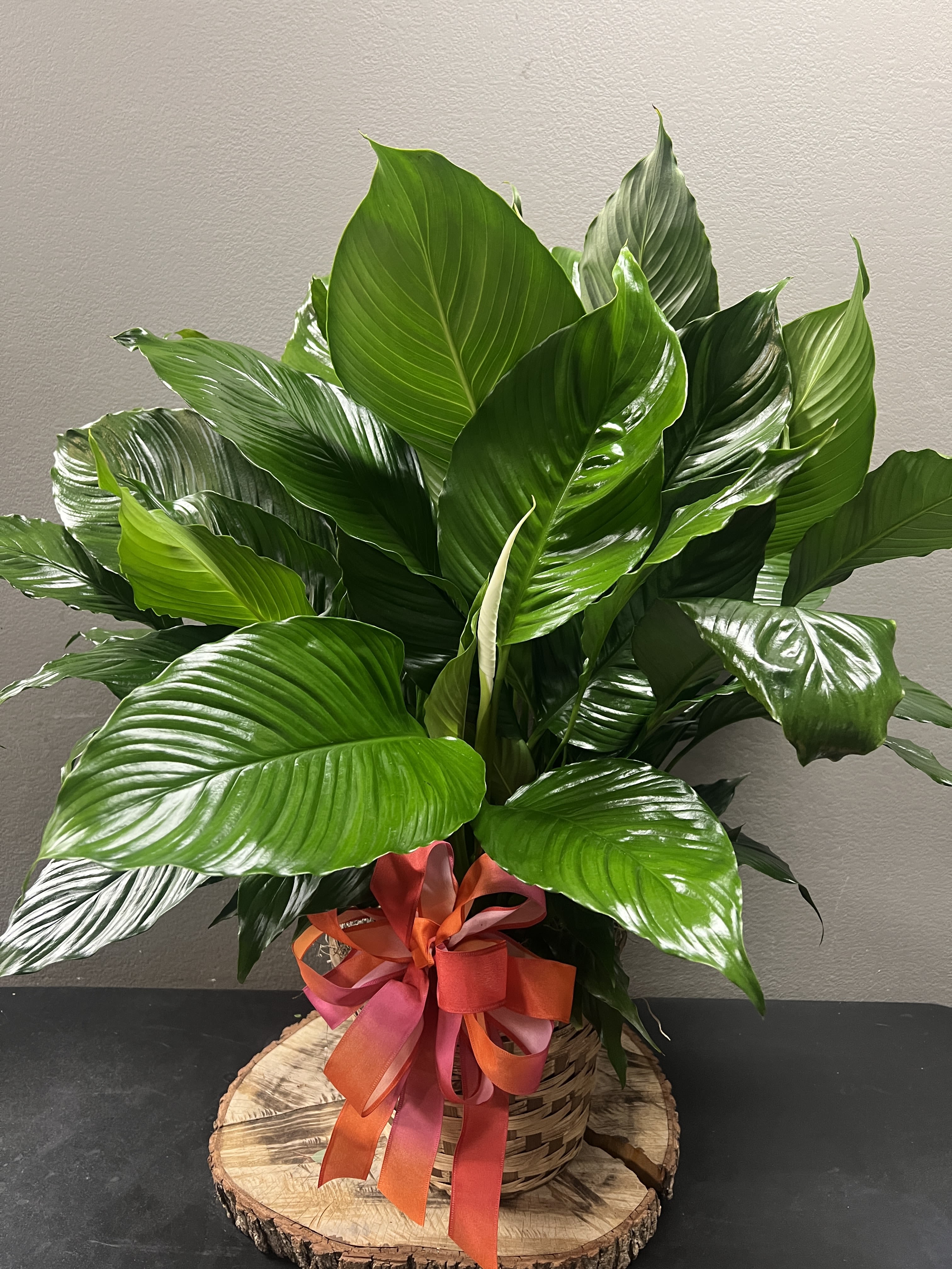 Lush green potted plant in a wicker basket with a ribbon bow