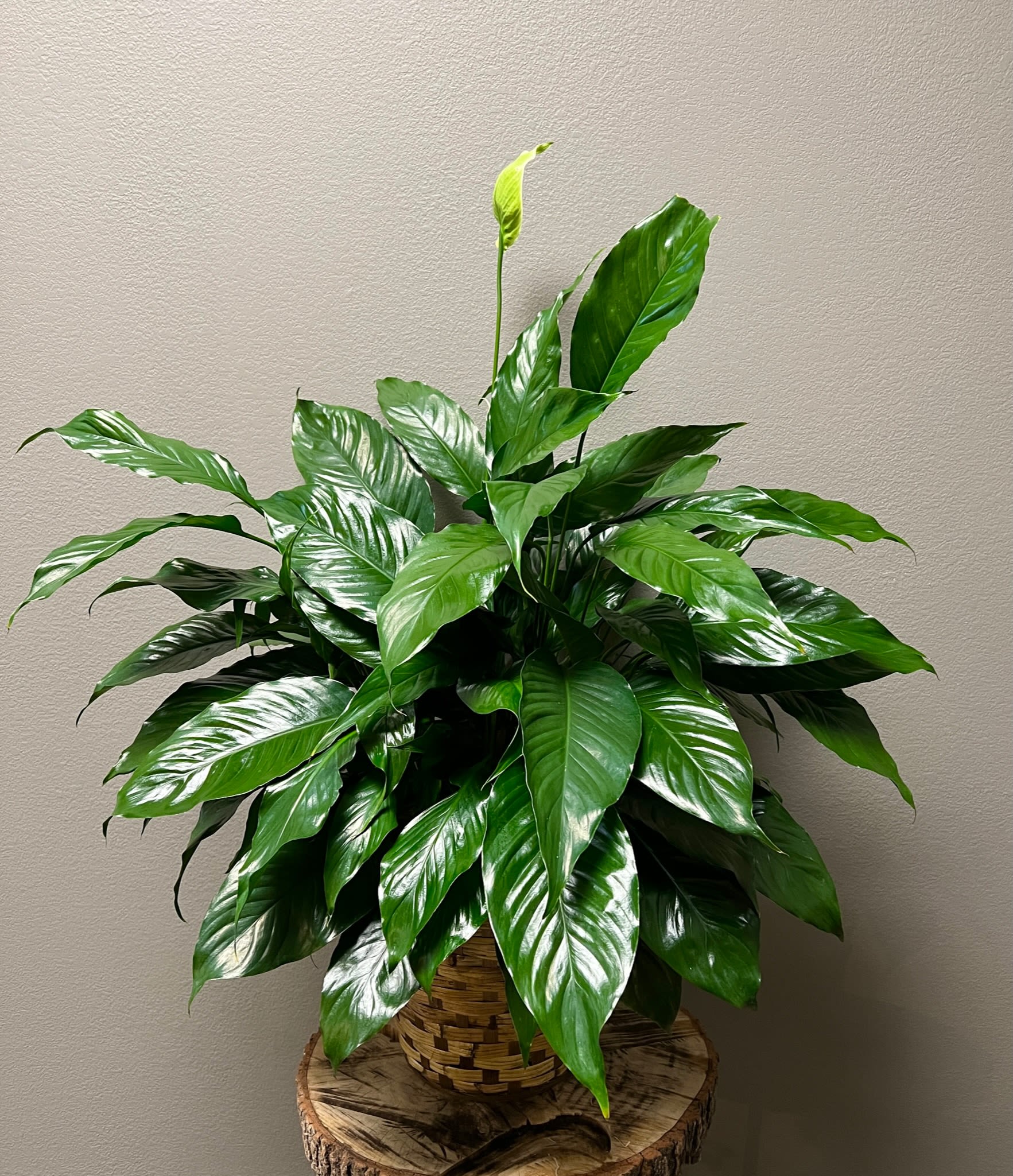 Potted peace lily plant with glossy green leaves in a woven basket