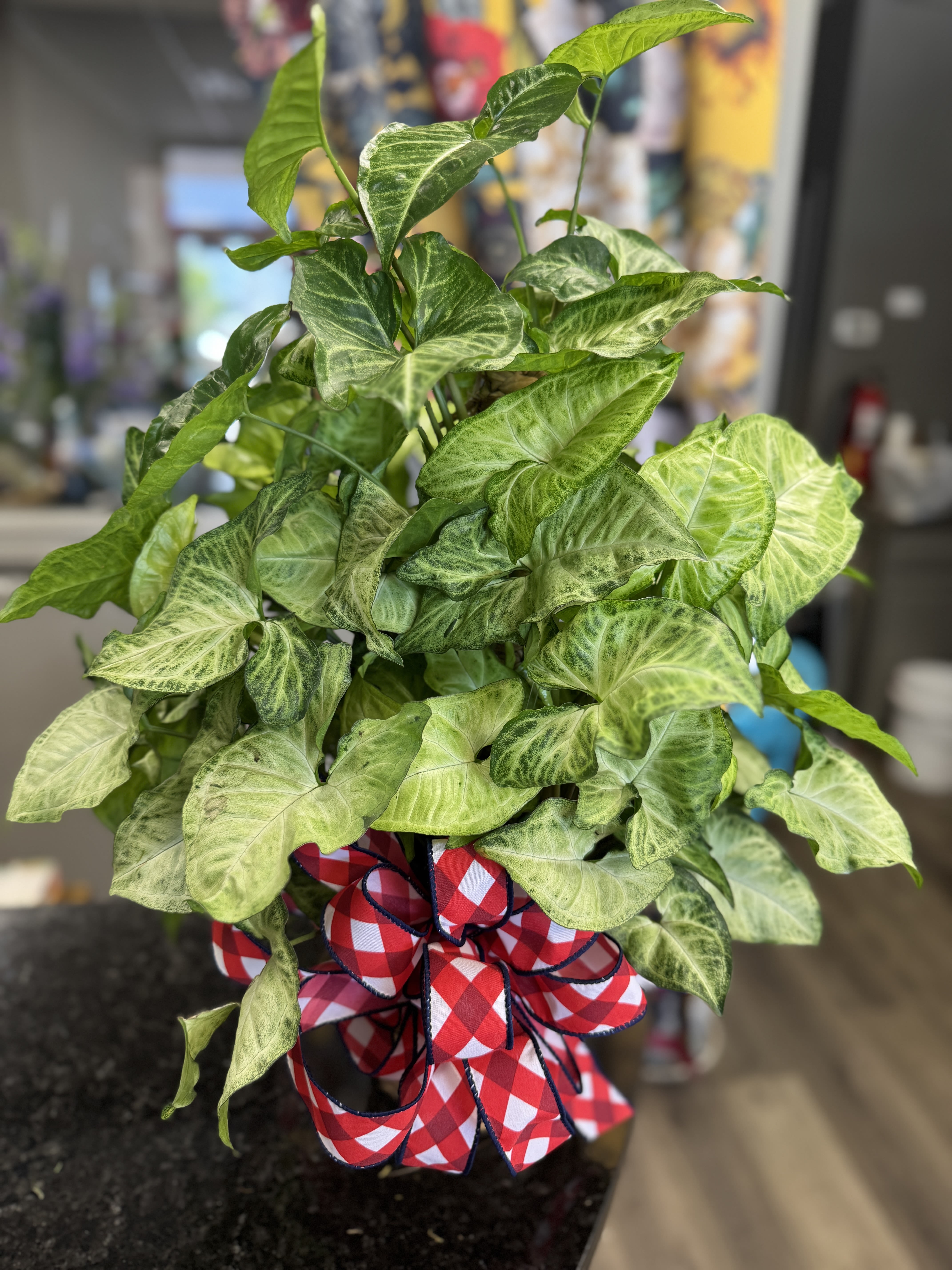 Potted green houseplant with a red checkered bow