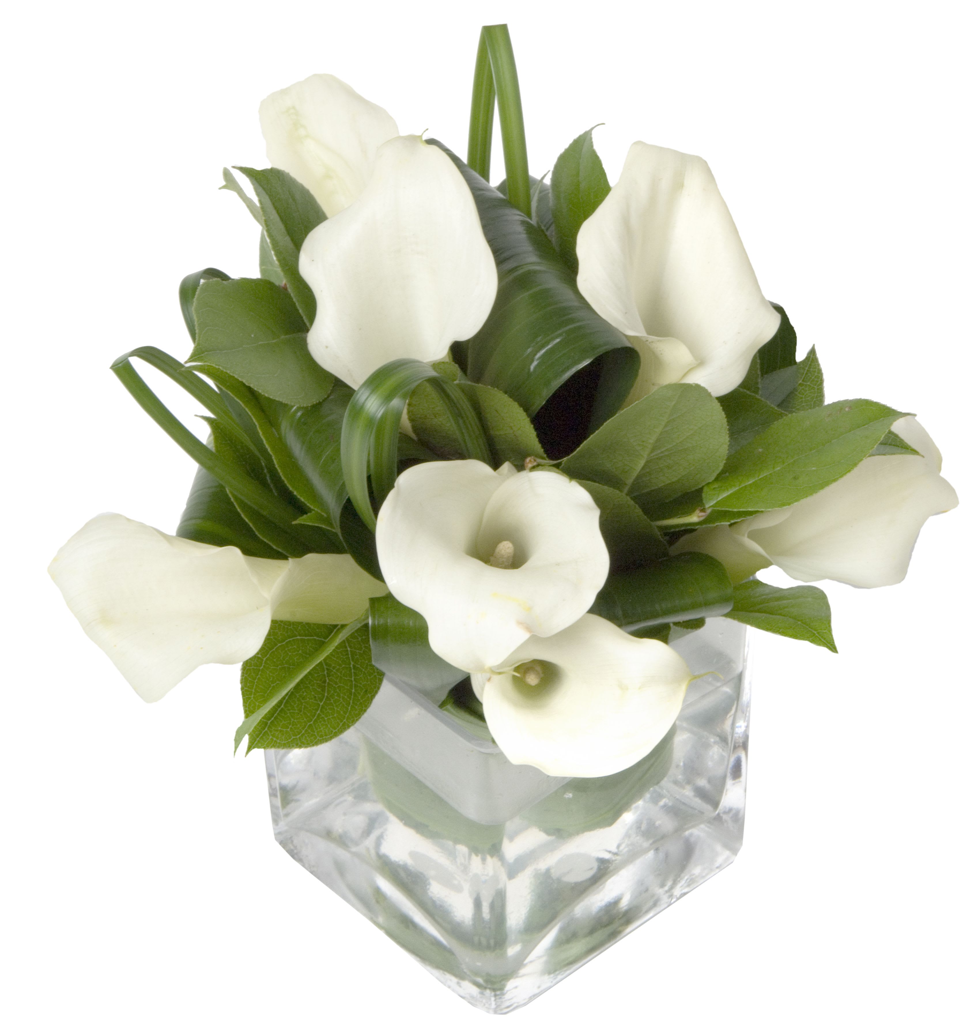 Graceful Blooms - Elegant calla lilies nestled in lush greenery arranged in a sleek vase,  The perfect balance of purity and sophistication, bring timeless beauty to any space.  NOTE: To ensure freshness, some flowers in this arrangement may not always be in stock. Please order at least 3 business days before the delivery date.