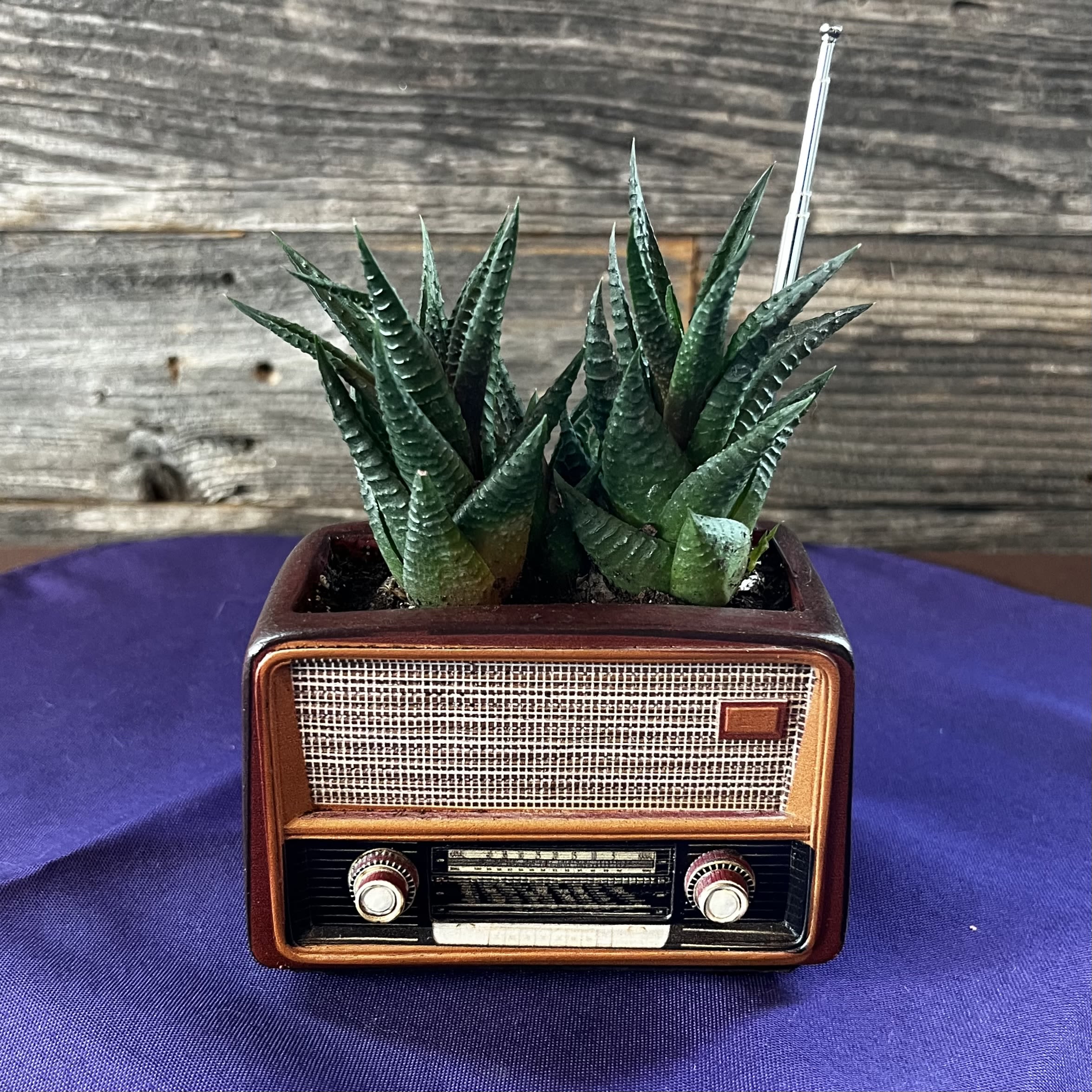 Succulent planted in a vintage radio-shaped container