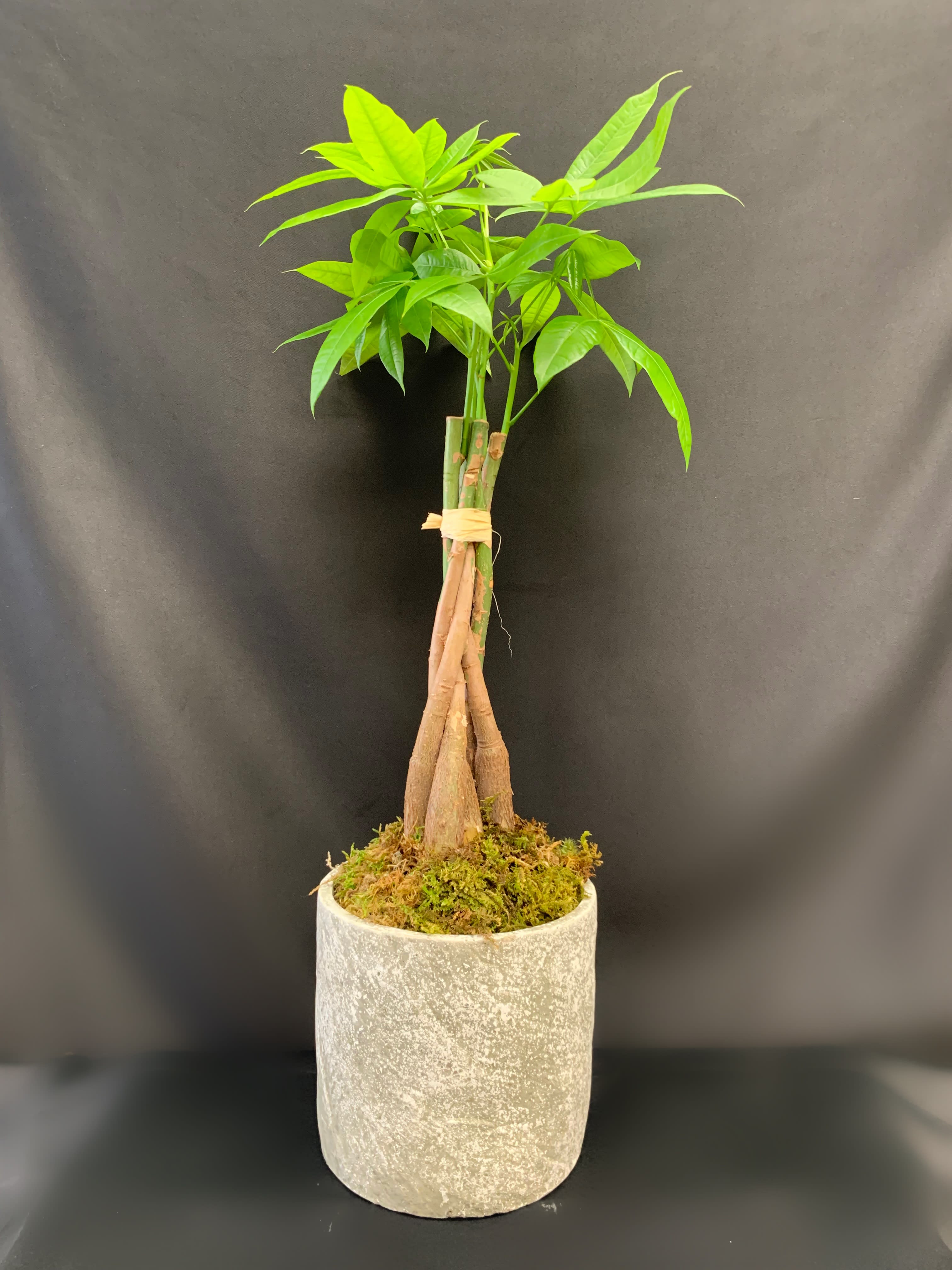 Braided money tree plant in a gray cylindrical pot with moss on top