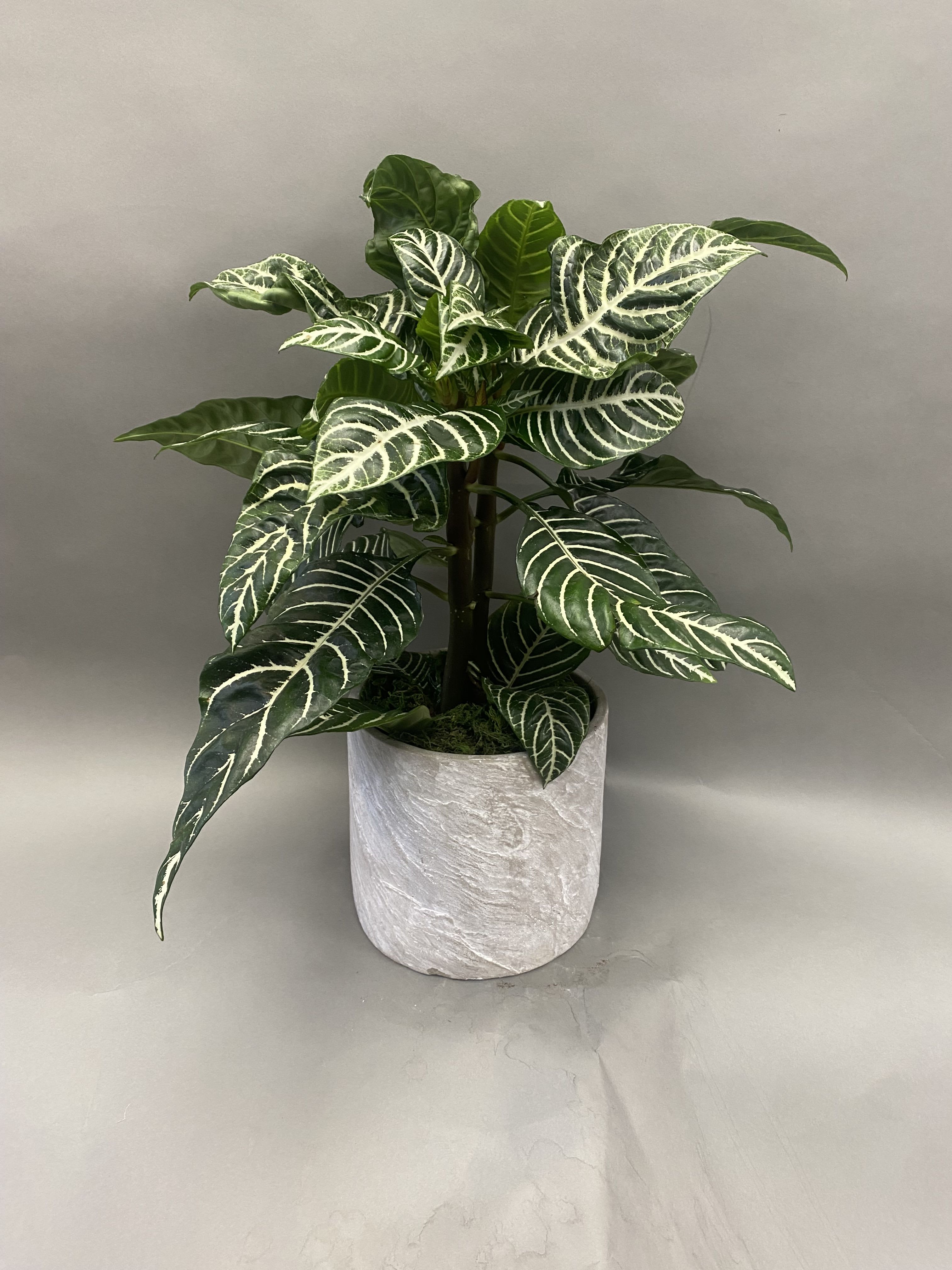 Potted plant with dark green striped leaves in a white textured pot