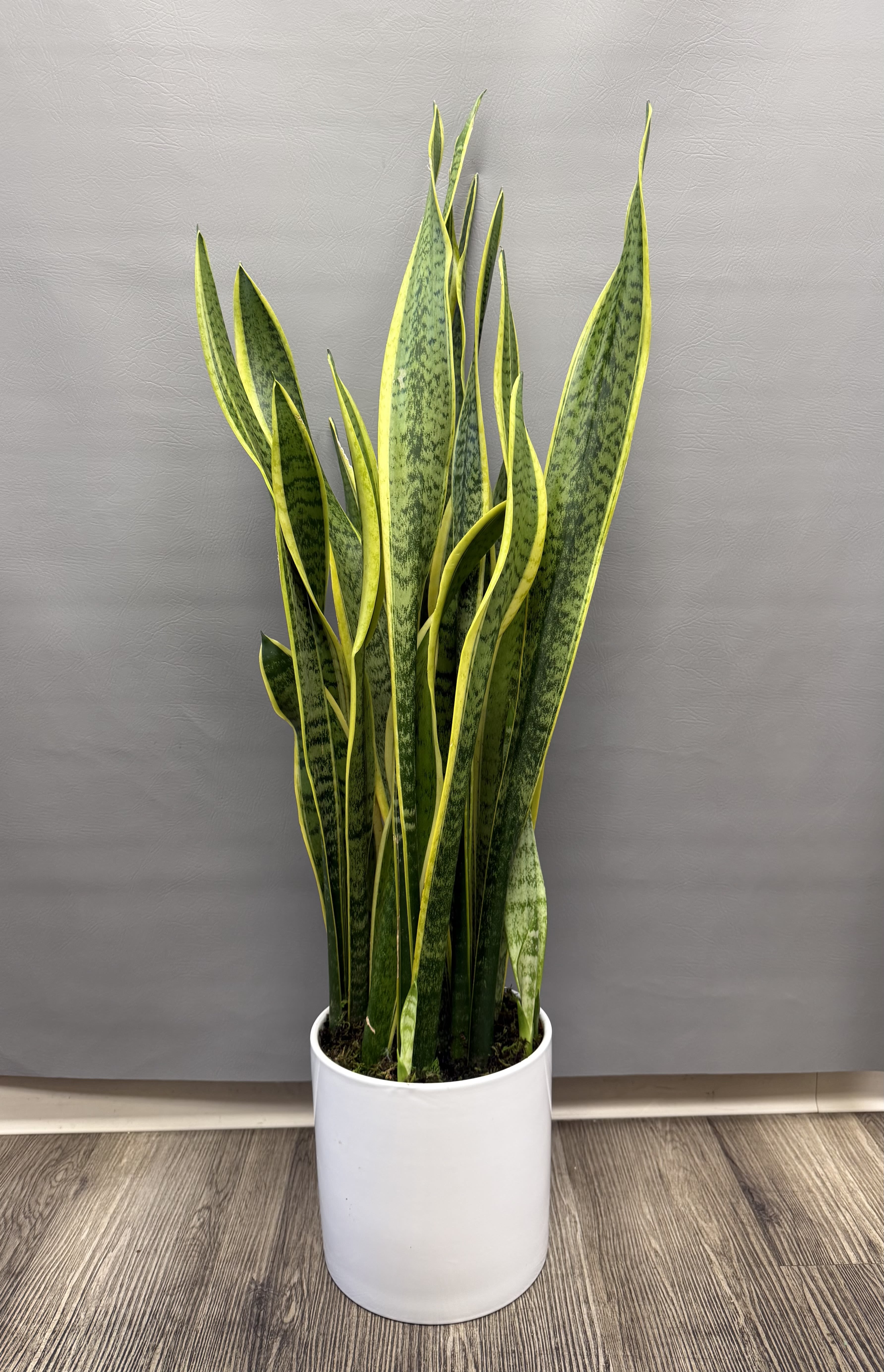 Tall snake plant in a white pot