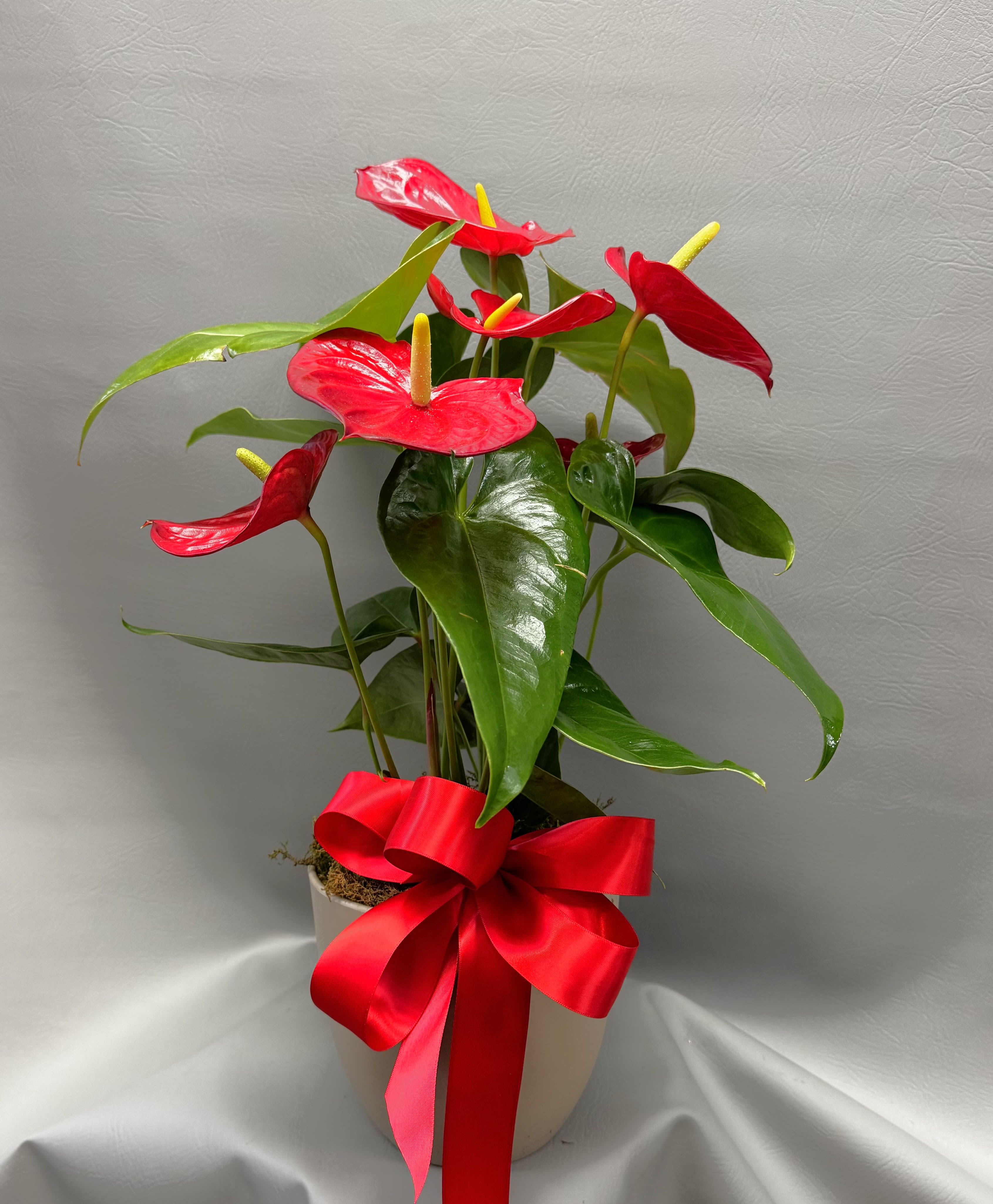 Potted red anthuriums with a large red ribbon bow