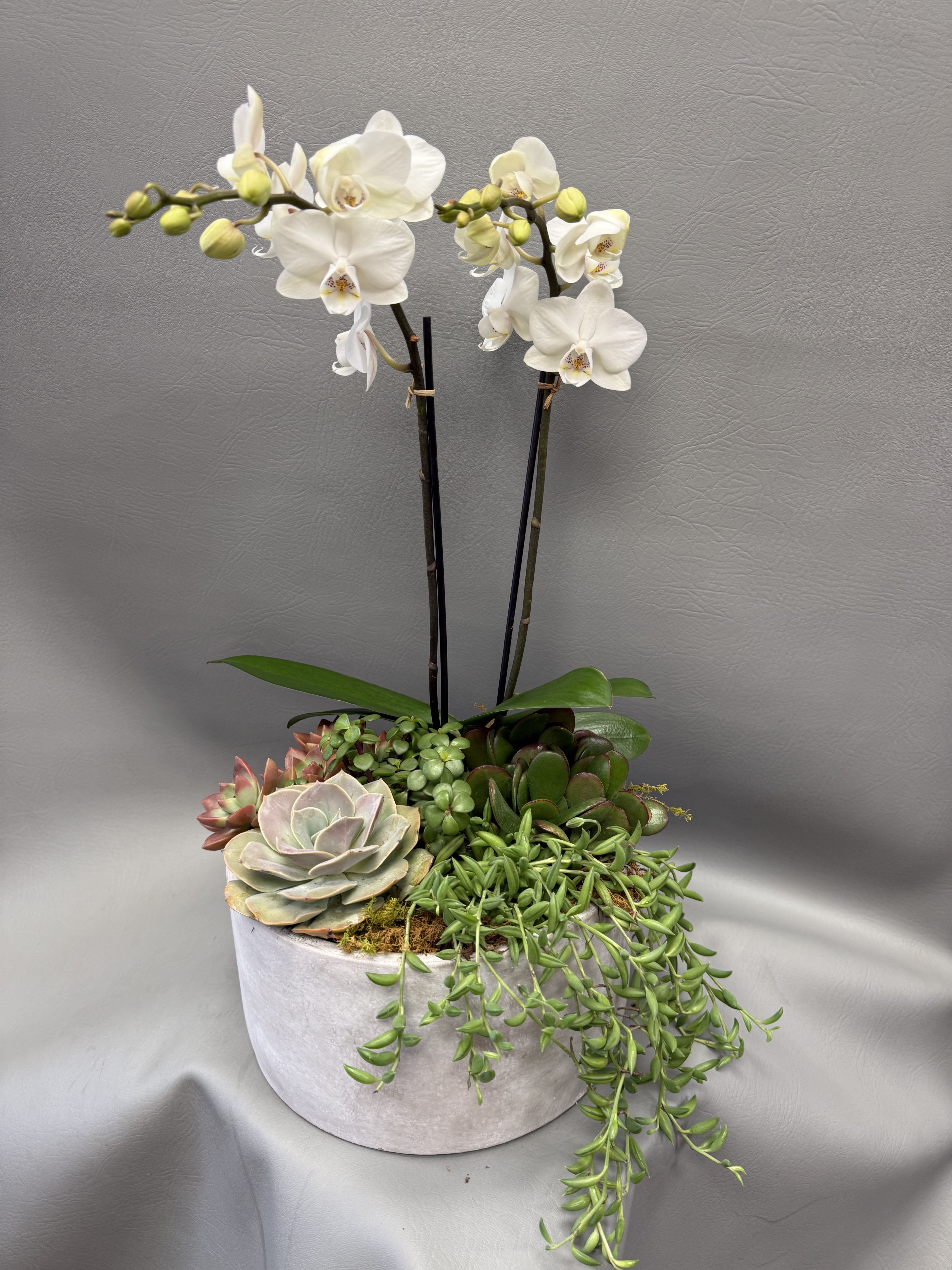 White Serenity  - Clean, modern and quietly elegant - White Serenity is a planted arrangement that pairs two tall stems of white Phalaenopsis orchids with a lush cluster of assorted succulents in a low round ceramic planter. Perfect as an anniversary gift or for birthdays, weddings, Mother's Day, or simply "just because," the orchids rise above the mixed greens and pale blooms to create a graceful, vertical focal point while the succulents add layered texture and subtle color.  This composition features pale orchid blooms with unopened buds for ongoing interest, a variety of succulents in soft green, blush and deep burgundy tones, and a trailing succulent that gently cascades over the planter's front edge. The ceramic planter and included plant stakes give a clean, contemporary presentation that works well on tabletops, consoles, or office desks.  Thoughtful for get well, sympathy, thank you, love and romance, or housewarming moments, White Serenity feels intentional without being overly fussy - the recipient will feel cared for and seen. It's long-lasting and low-maintenance; keep in bright, indirect light, water sparingly for the succulents, and mist the orchid as needed to maintain blooms. 