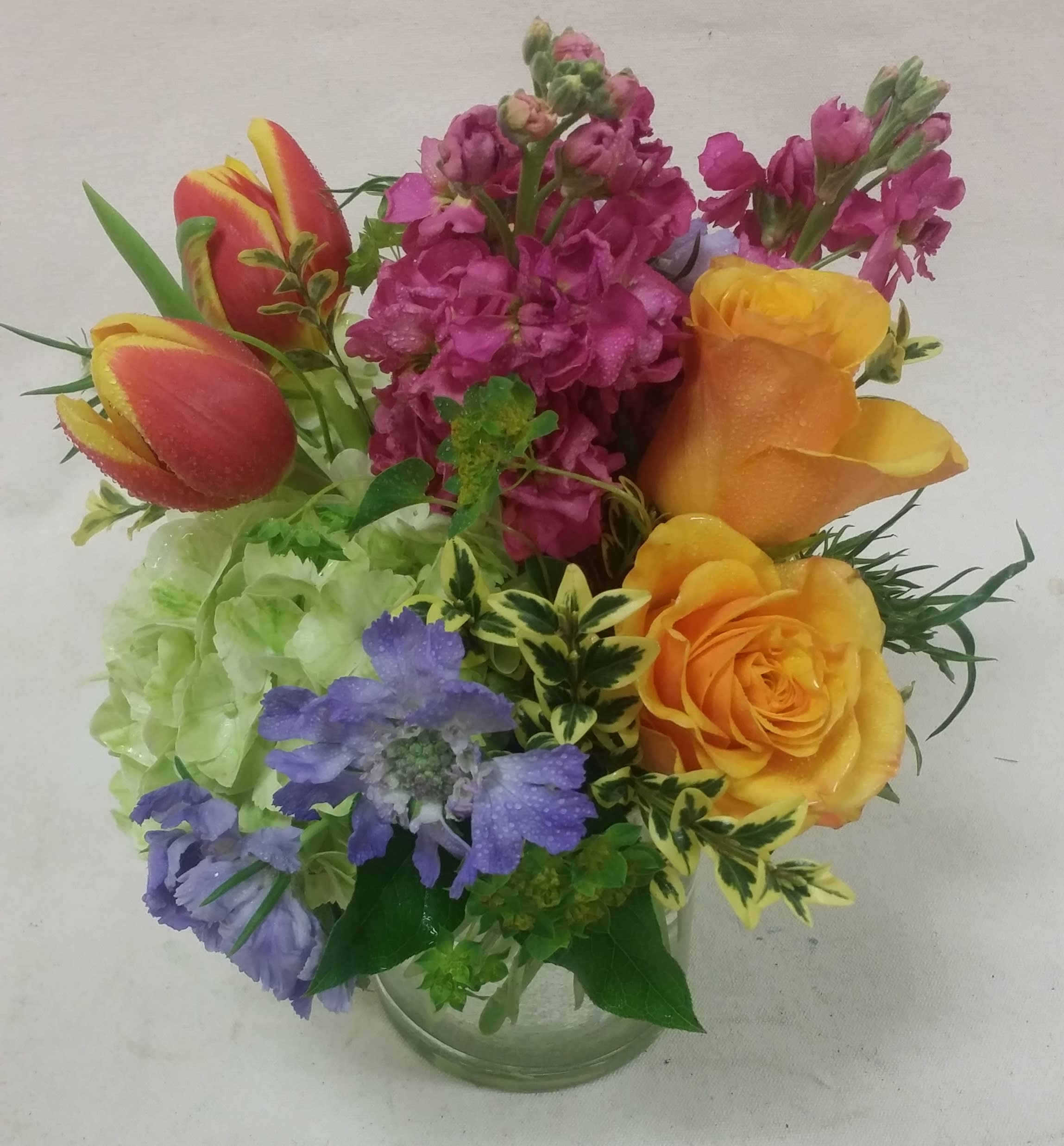 "Little Charmer" Bouquet - A lot of color is packed into this small, yet striking, bouquet. Bi-color tulips are combined with bright stock, green hydrangea, and golden roses. The touch of lavender is provided by a few stems of scabiosa. Small but mighty!