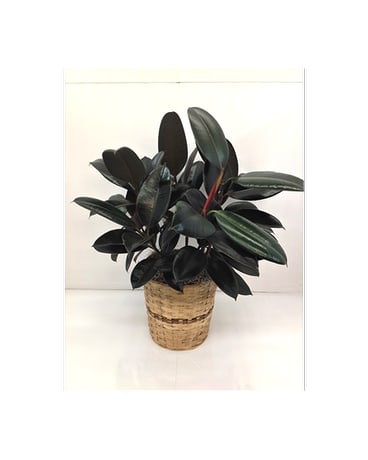 Potted rubber plant in a woven basket planter