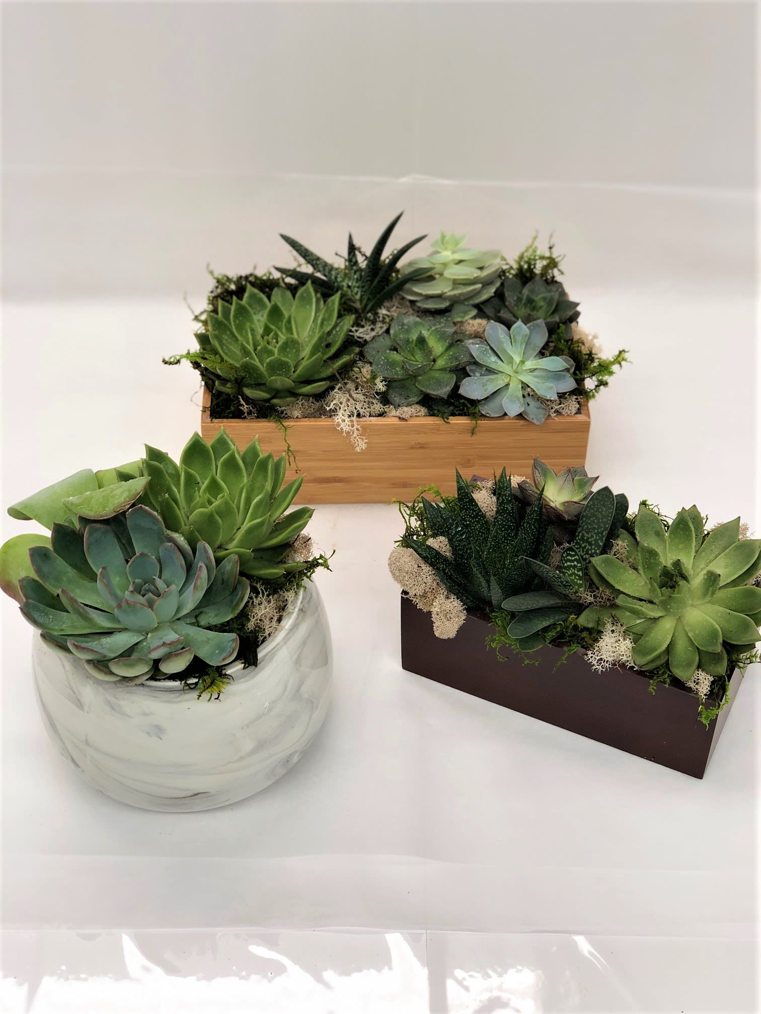 Three succulent arrangements in ceramic and wooden containers