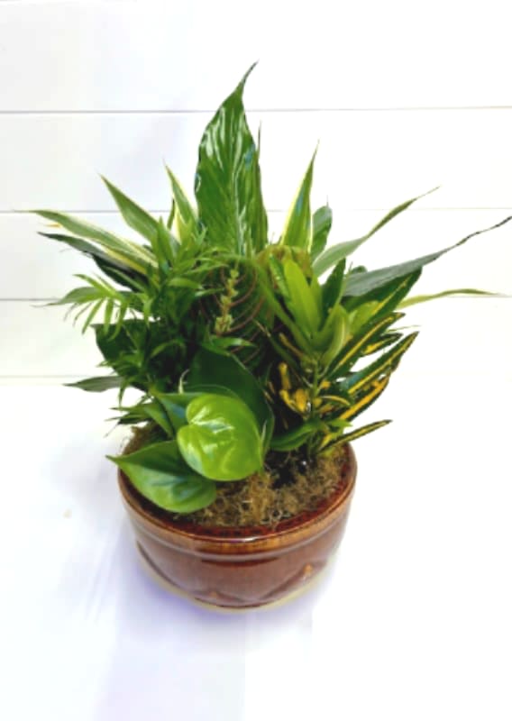 Potted green houseplant arrangement in a brown ceramic pot