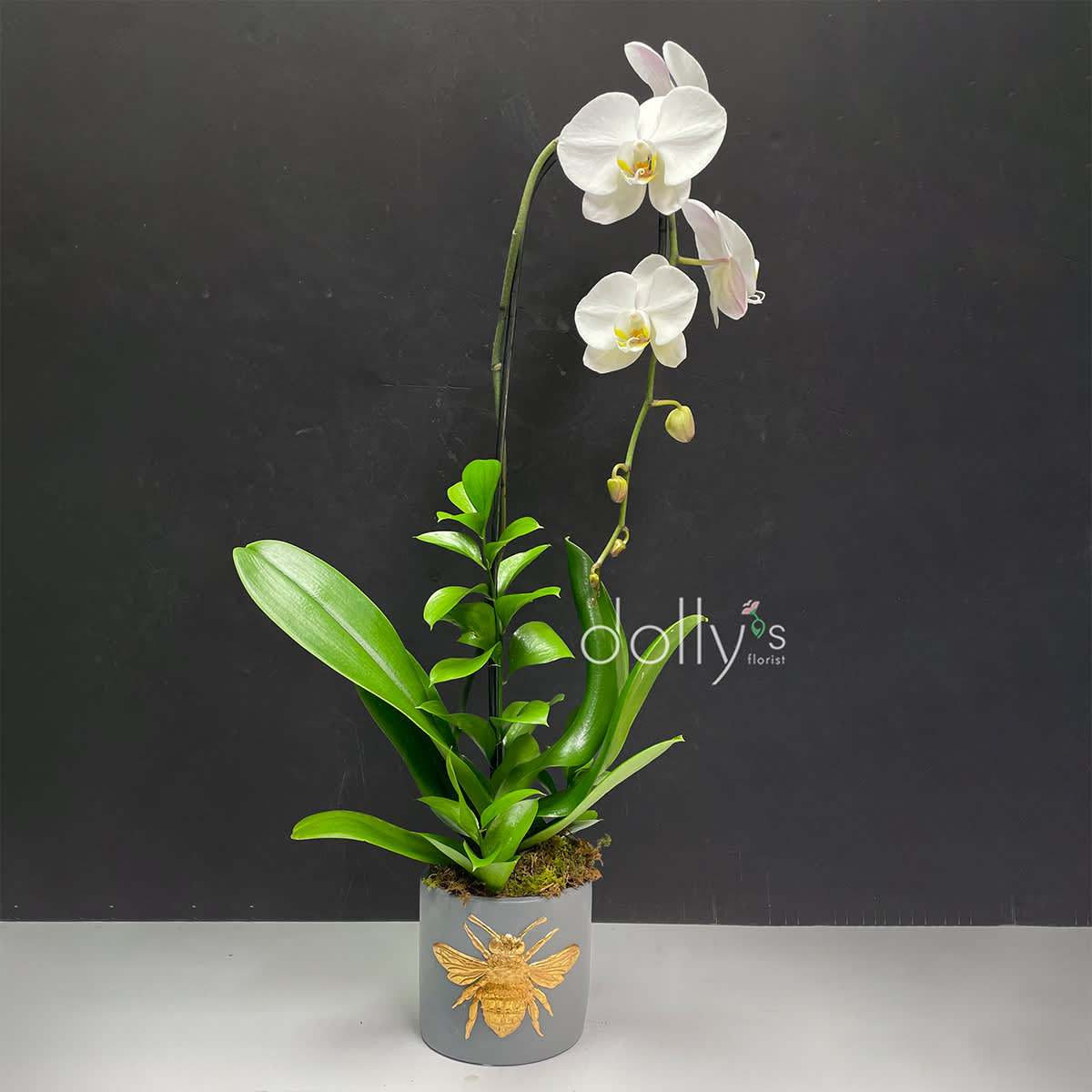 White orchid plant in a gray pot with a gold bee decoration