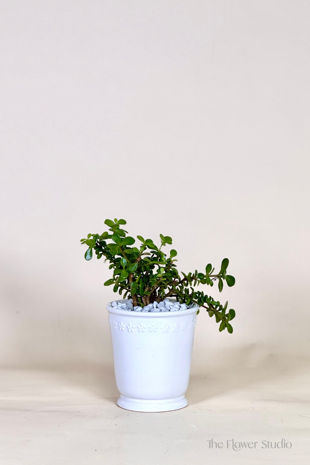 So-cute-lent  - Everybody loves succulents! Send this hardy little plant to celebrate promotions, new jobs, or birthdays. It can be enjoyed for years if you treat it right! Vase and succulent variety can vary based on availability. Containers colors and style may vary due to local availability therefore we are unable to fulfill any requests for specific colors, or containers/vessels.