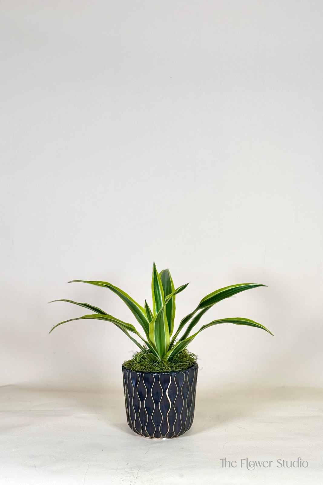 Potted green plant in a dark decorative container