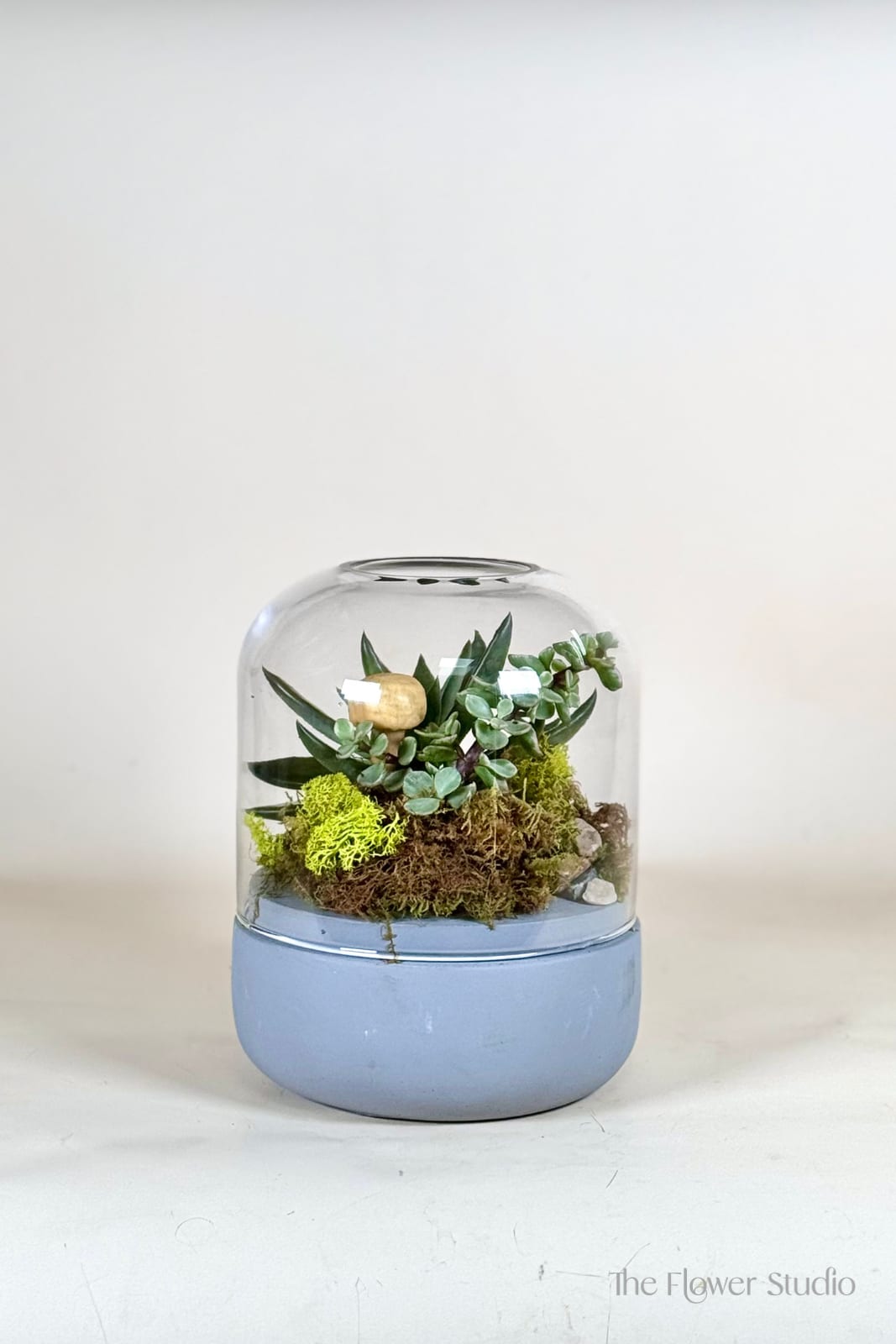 Small succulent terrarium under a glass dome on a blue base