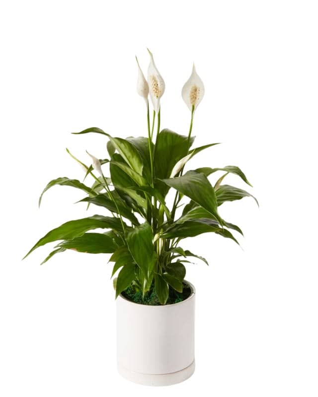 Potted peace lily with white blooms in a white planter