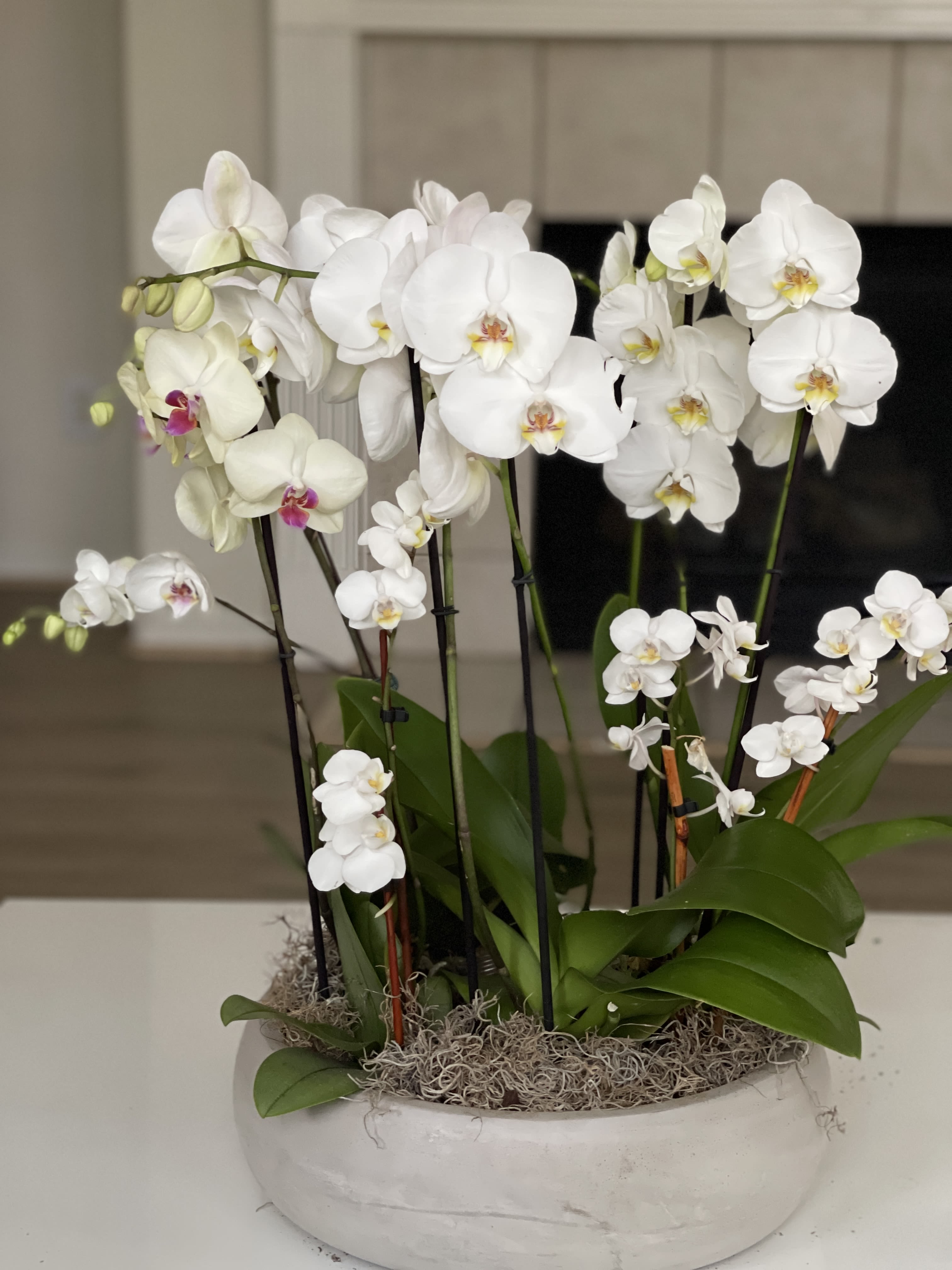 White orchids arranged in a shallow white planter