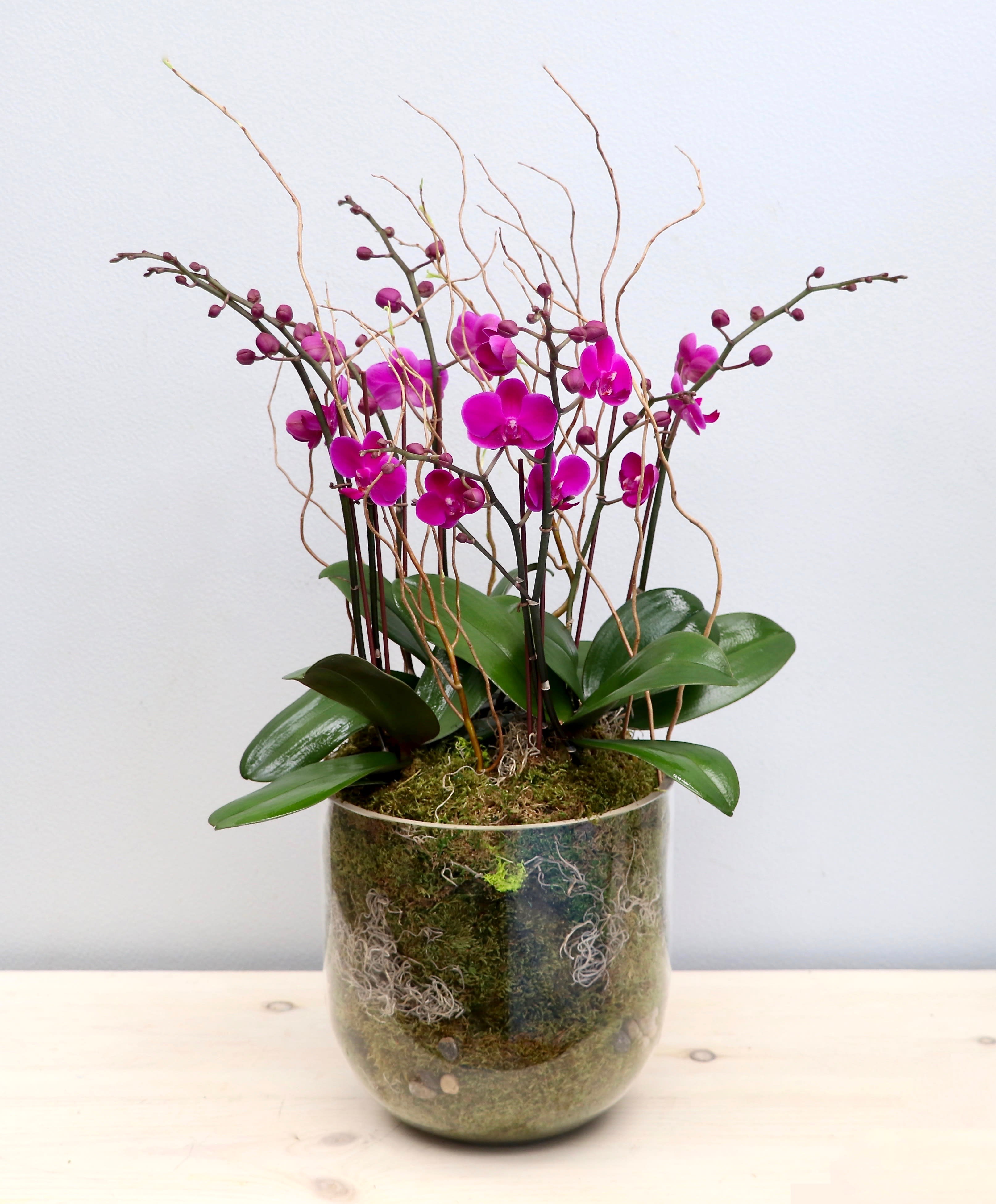 Tall arrangement of purple orchids in a clear glass vase filled with moss