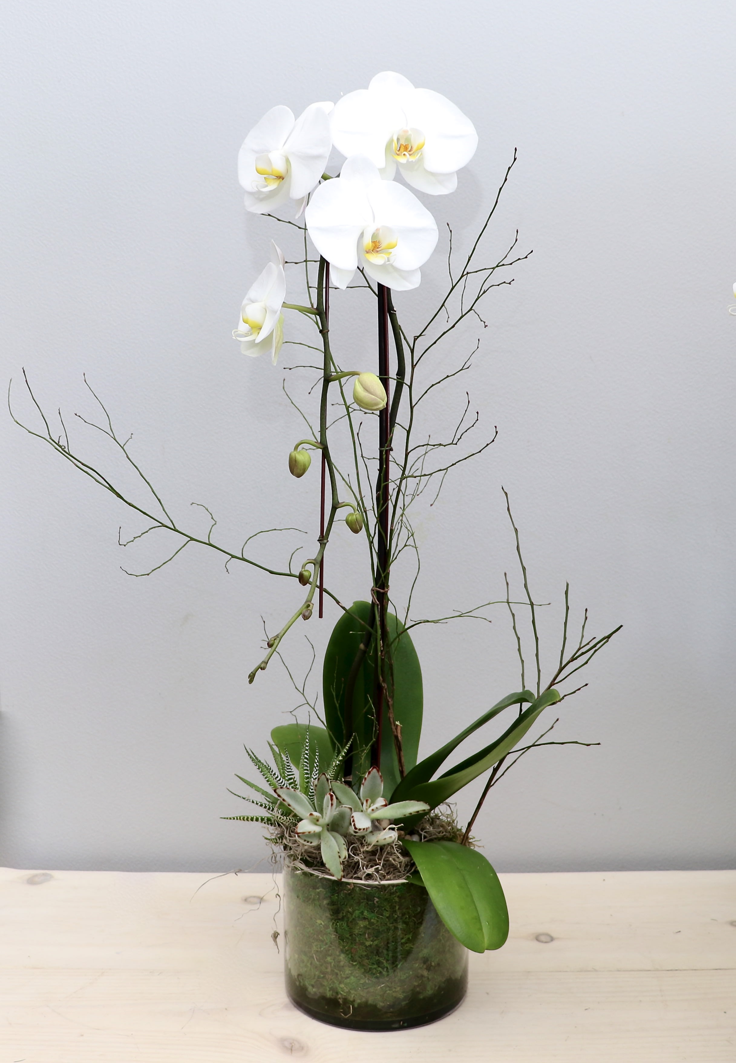 Tall white orchid plant with succulents in a clear glass vase.