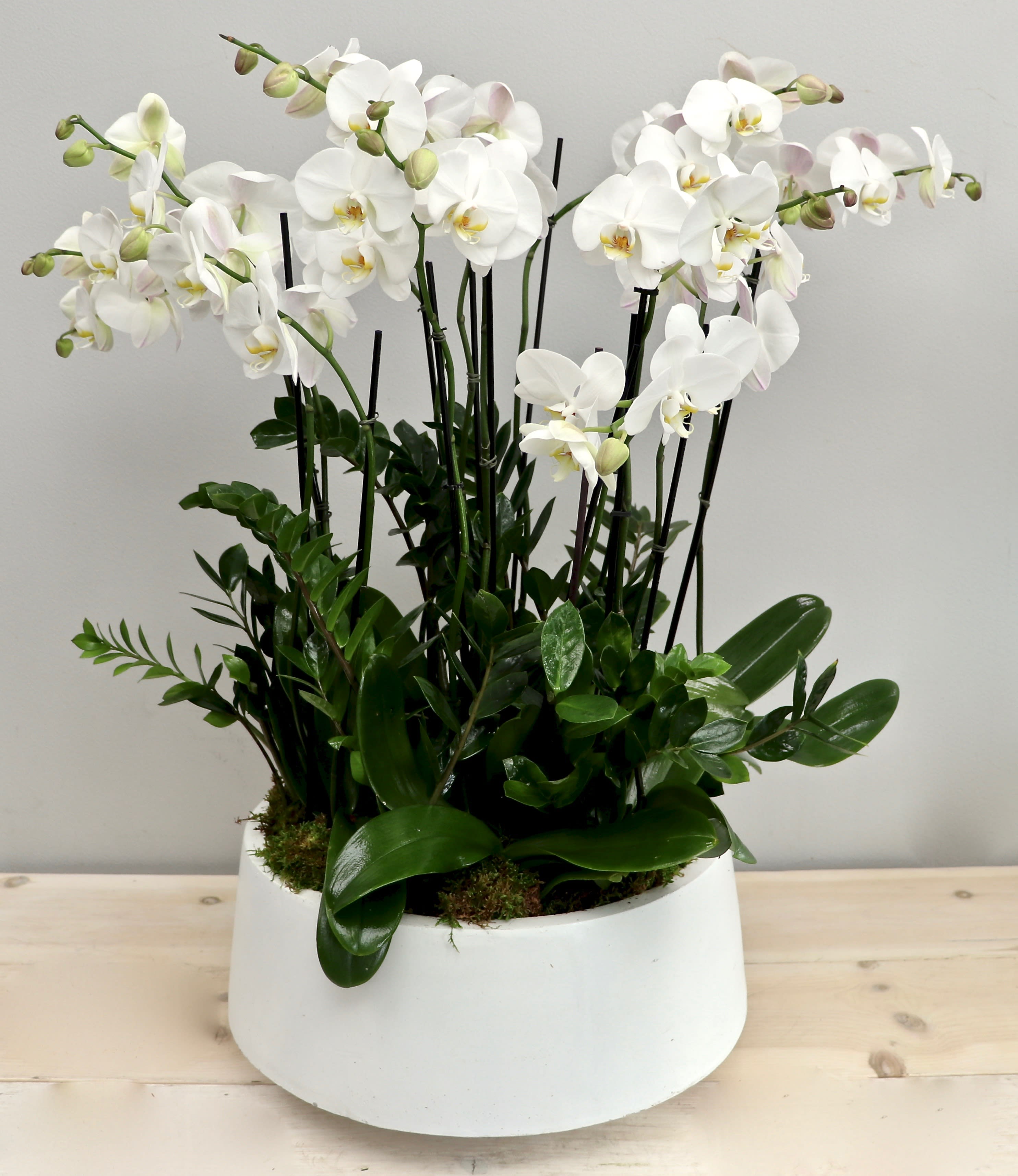 White phalaenopsis orchid plants with lush foliage in a low white ceramic bowl planter
