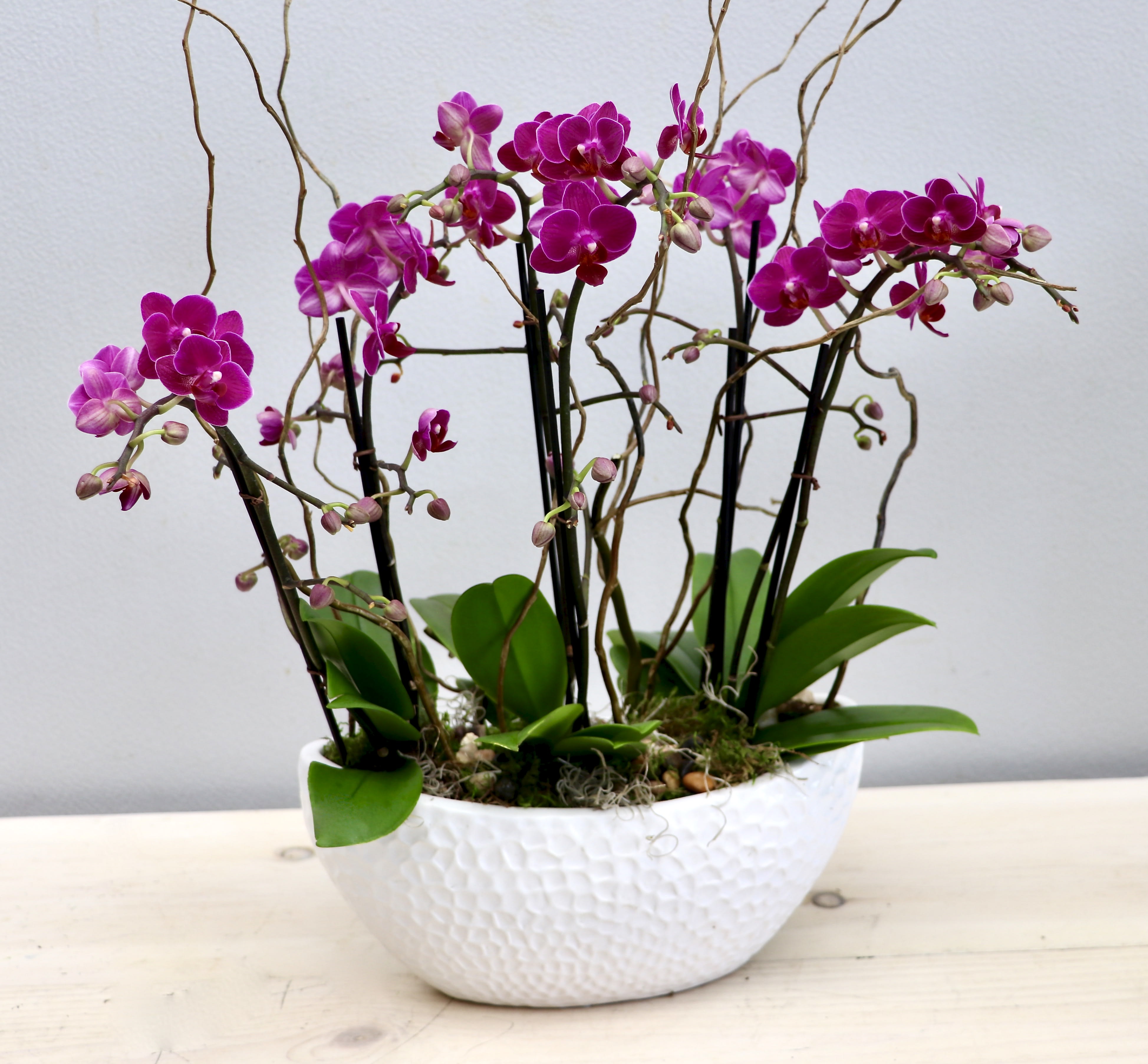 Pink orchid plants with tall stems in a white textured ceramic bowl