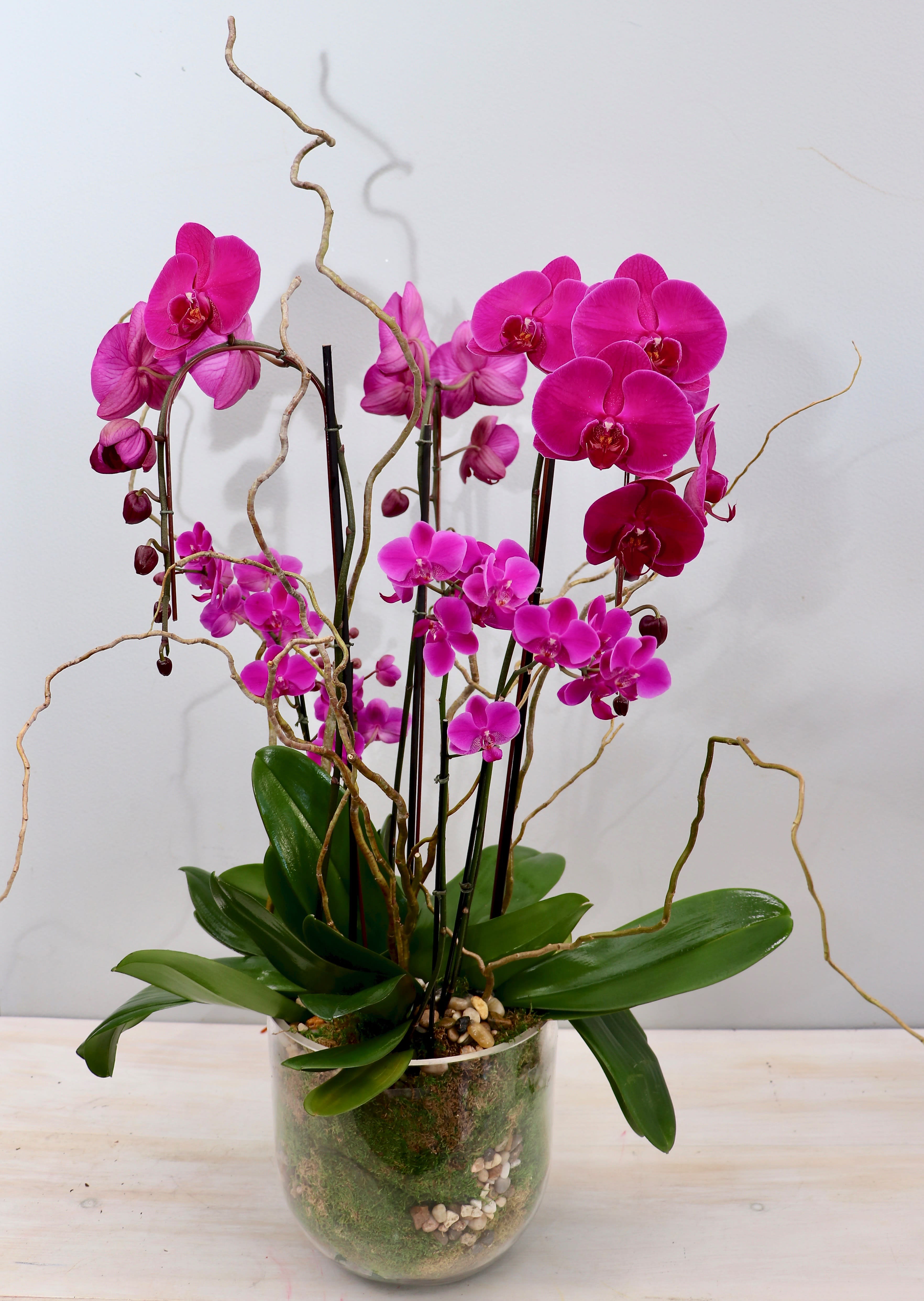 Potted magenta phalaenopsis orchid plant with arching stems in a clear glass vase with moss and stones