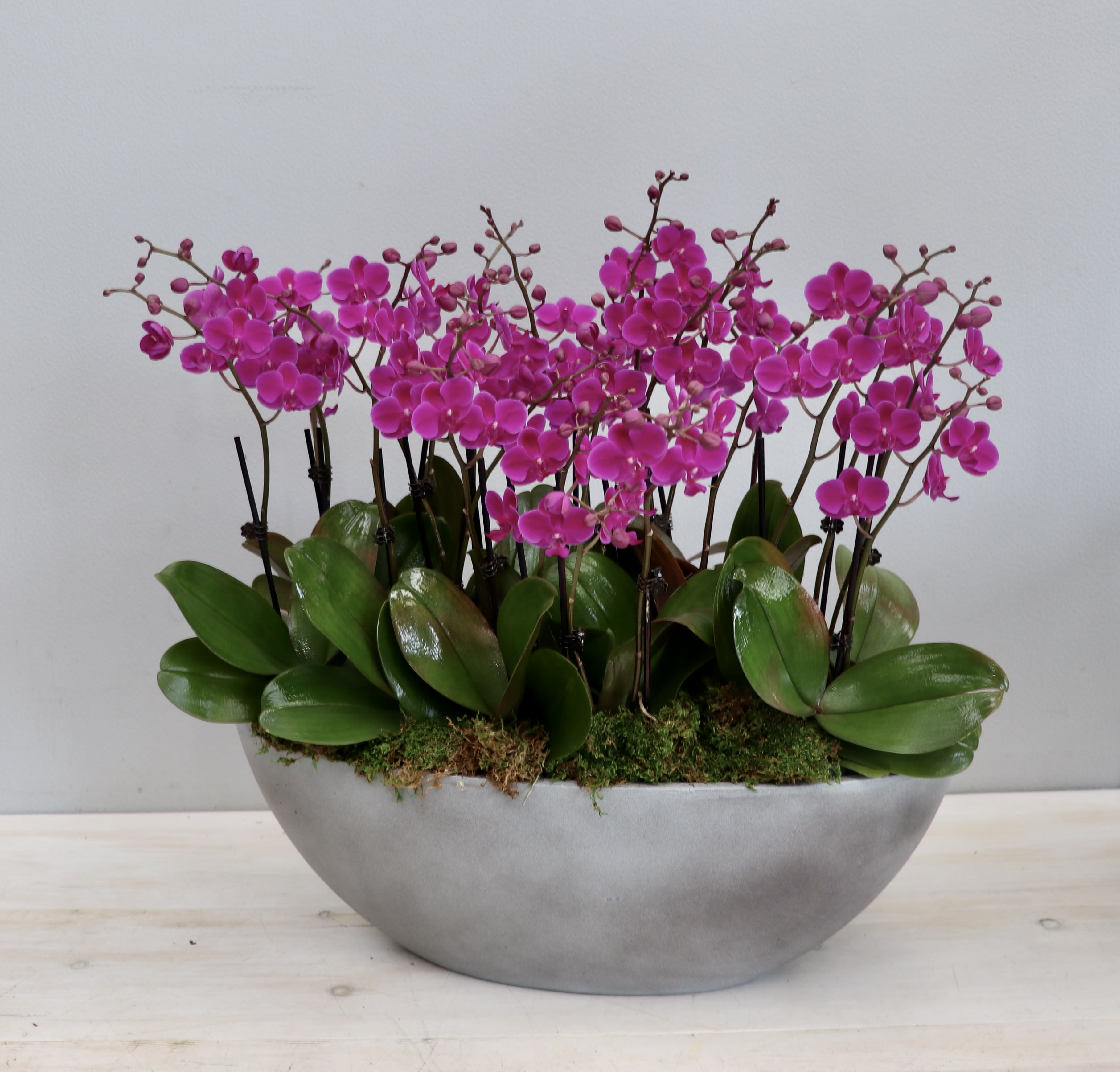 Cluster of bright pink orchids in a low gray oval planter