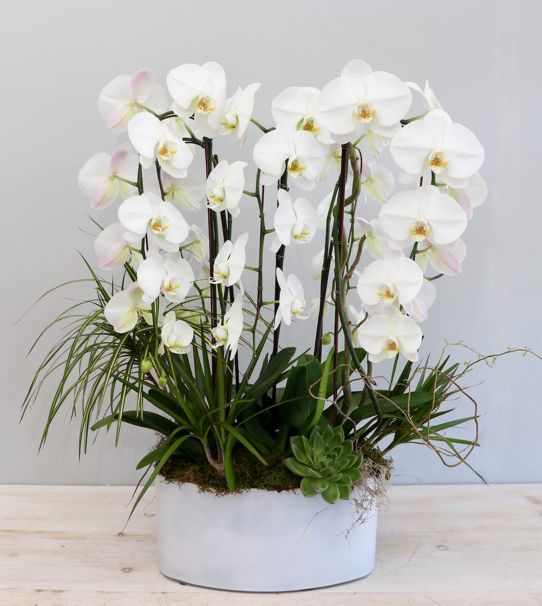 Planter of tall white orchids with accent grasses and a succulent in a white oval pot