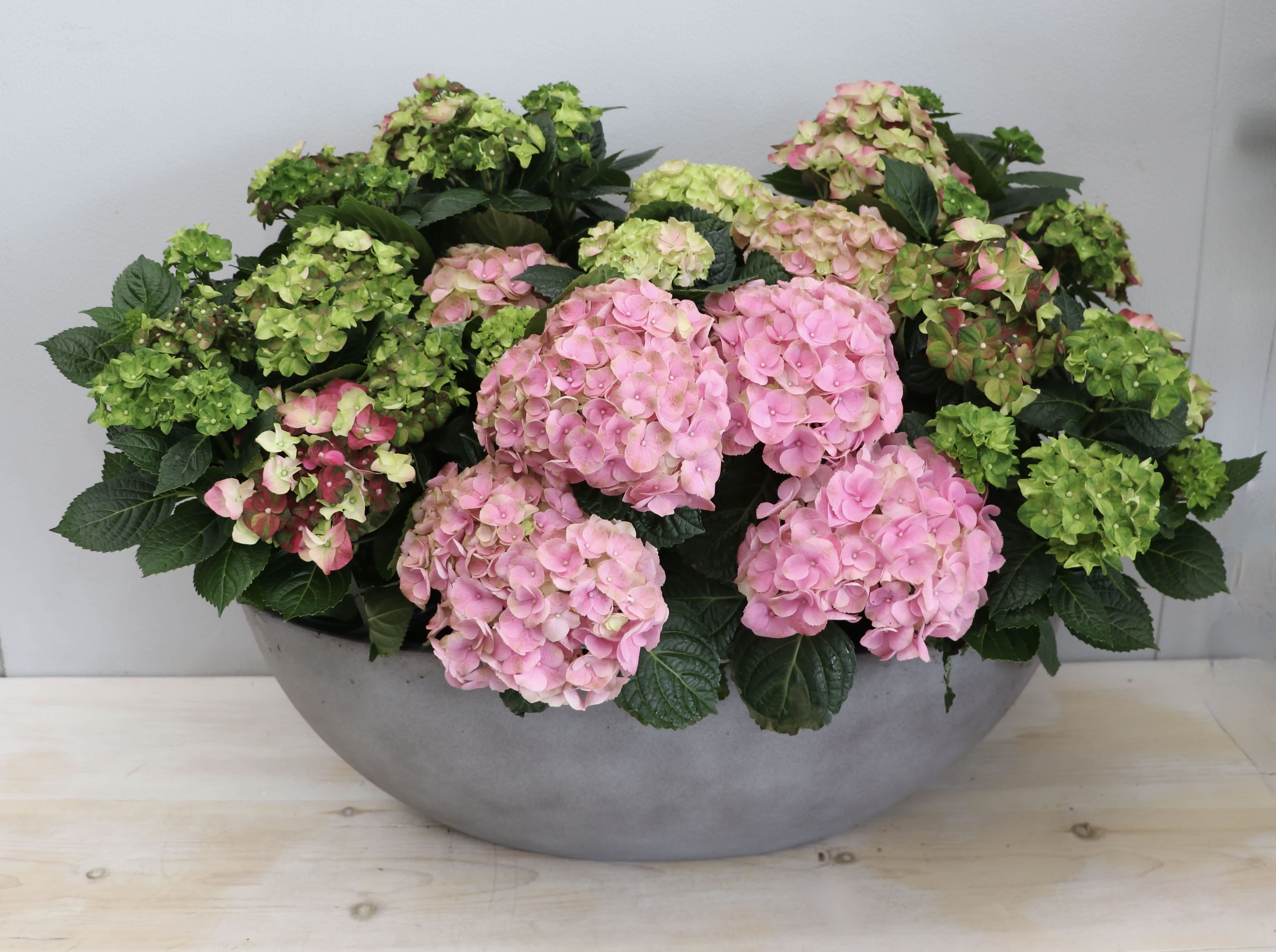 Low gray bowl planter filled with pink and green hydrangea blooms