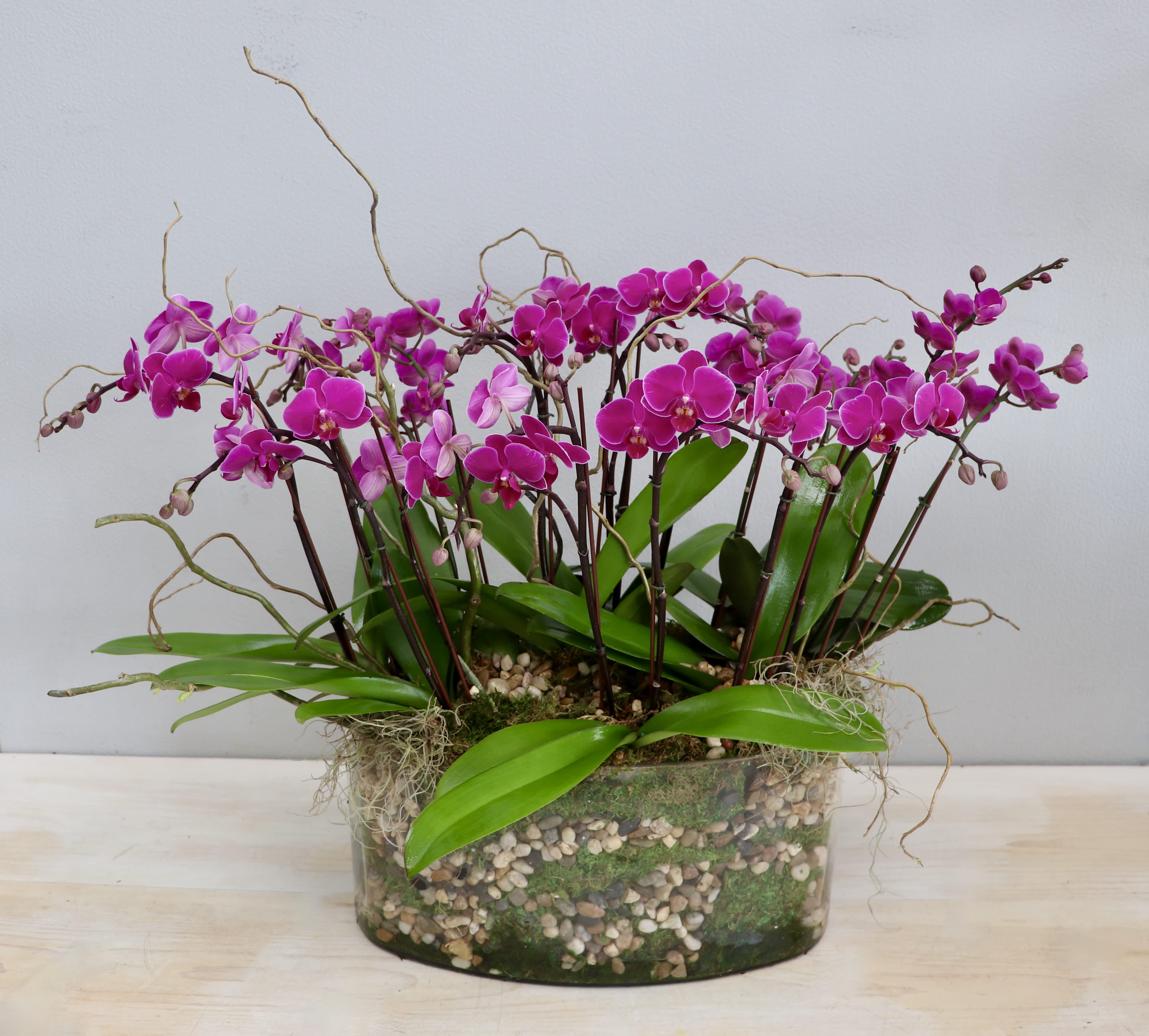 Cluster of bright fuchsia orchids in a low clear glass planter filled with pebbles