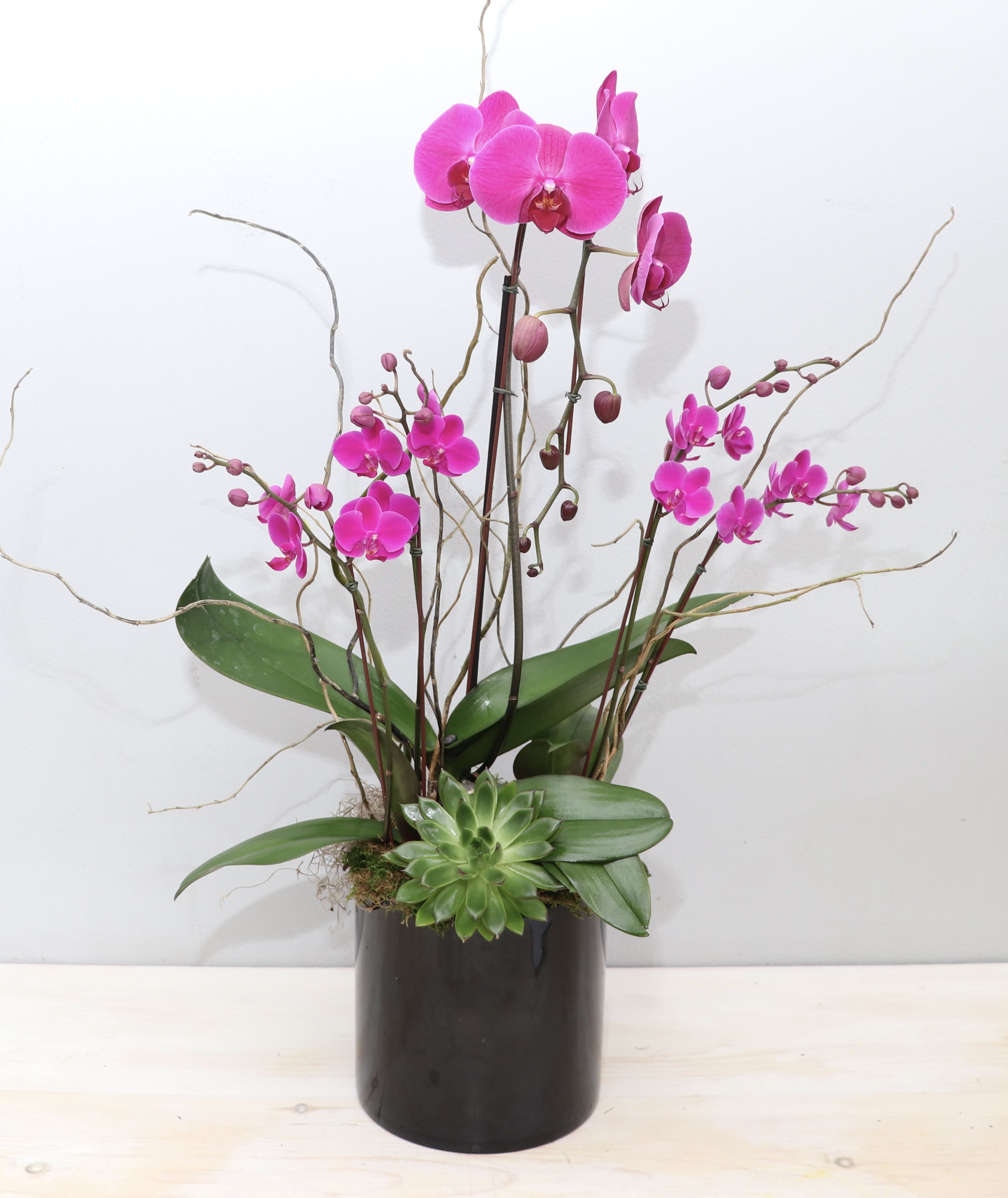 Tall pink orchid and succulent planter in a glossy black cylinder pot