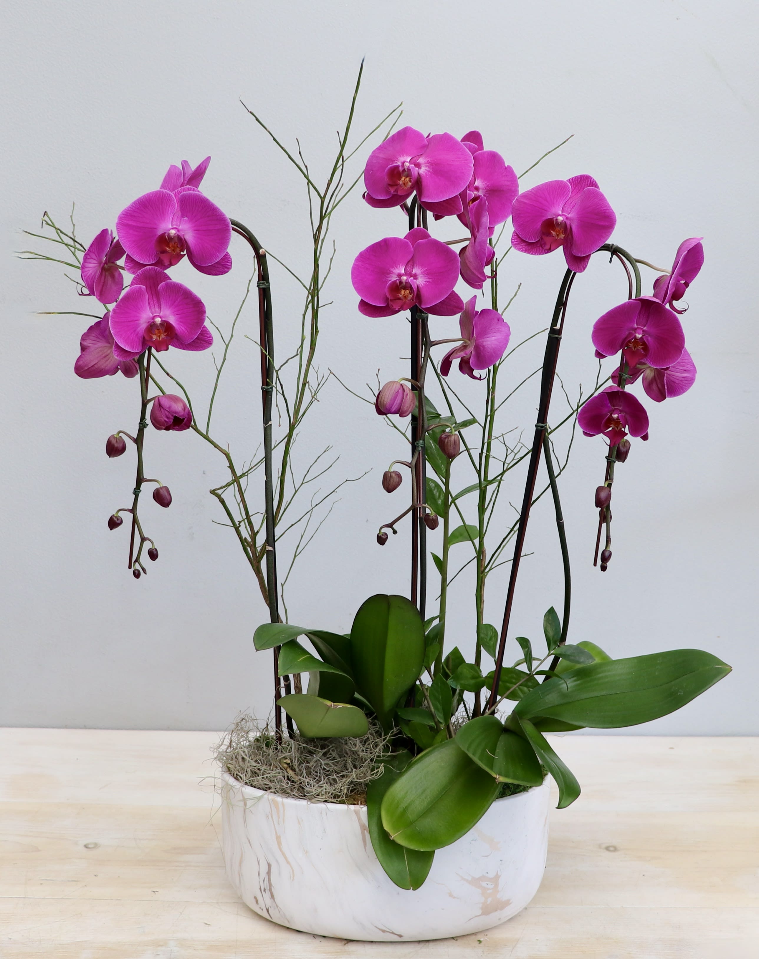 Pink phalaenopsis orchid plants with broad green leaves in a low white ceramic bowl planter
