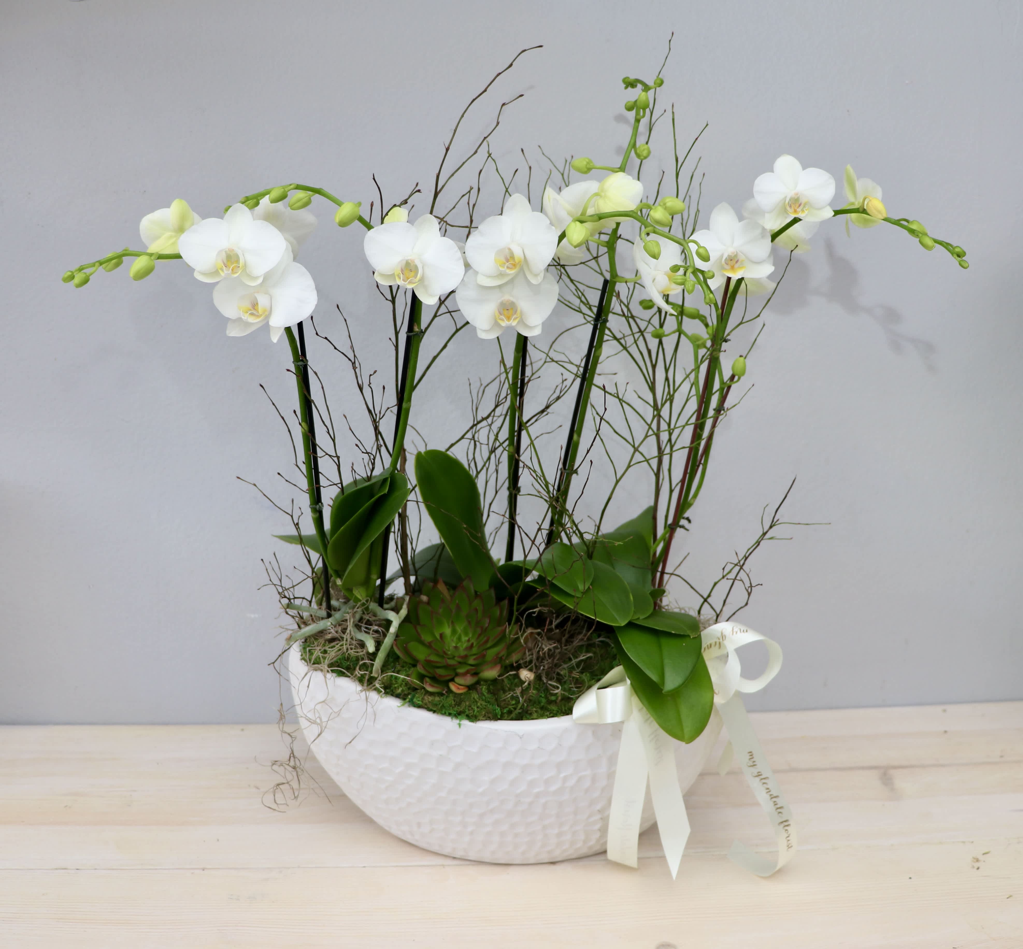 White phalaenopsis orchid plants with a succulent in a white bowl with ribbon