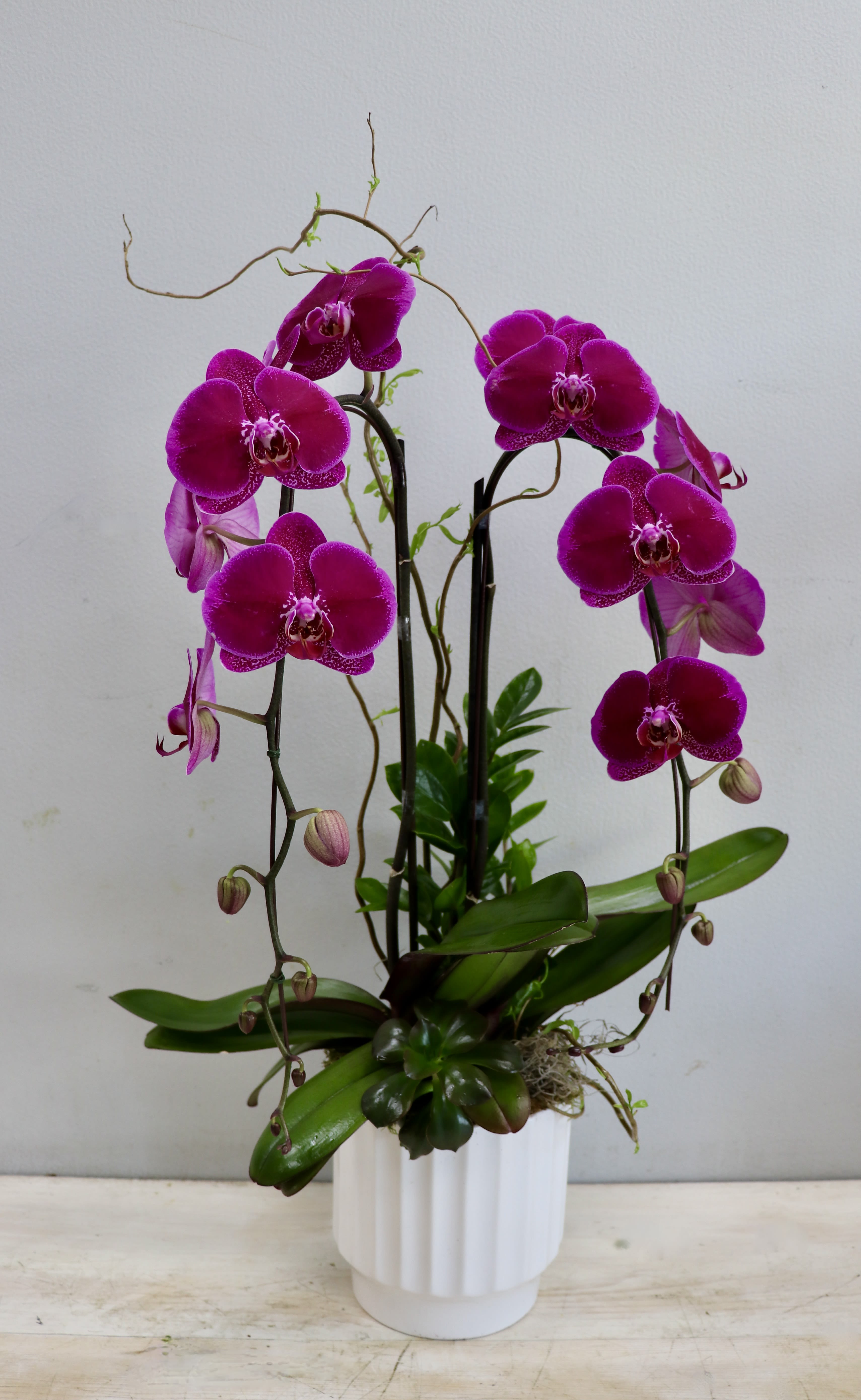 Tall magenta phalaenopsis orchid plant with buds and succulents in a white ceramic pot