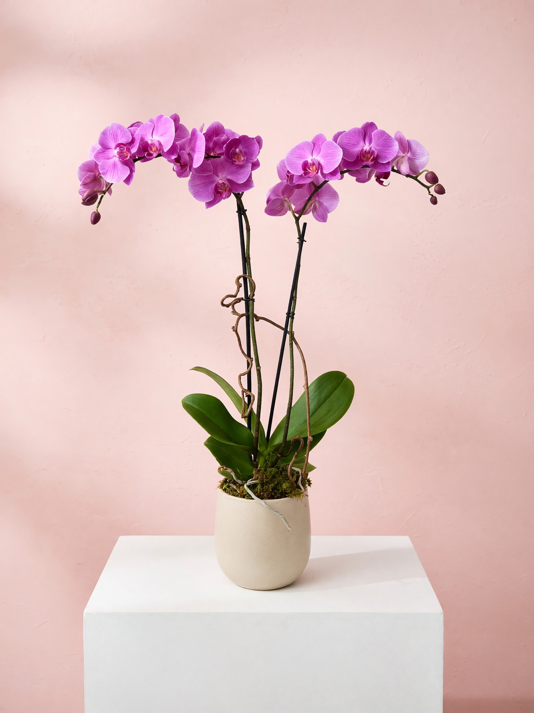 Potted pink orchid plant in a cream ceramic pot