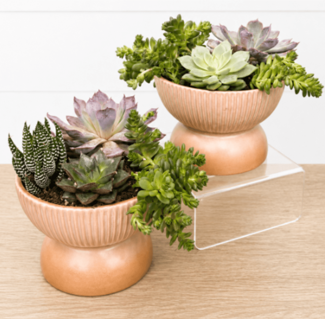 Mini Succulent Garden - Mini Succulent Garden